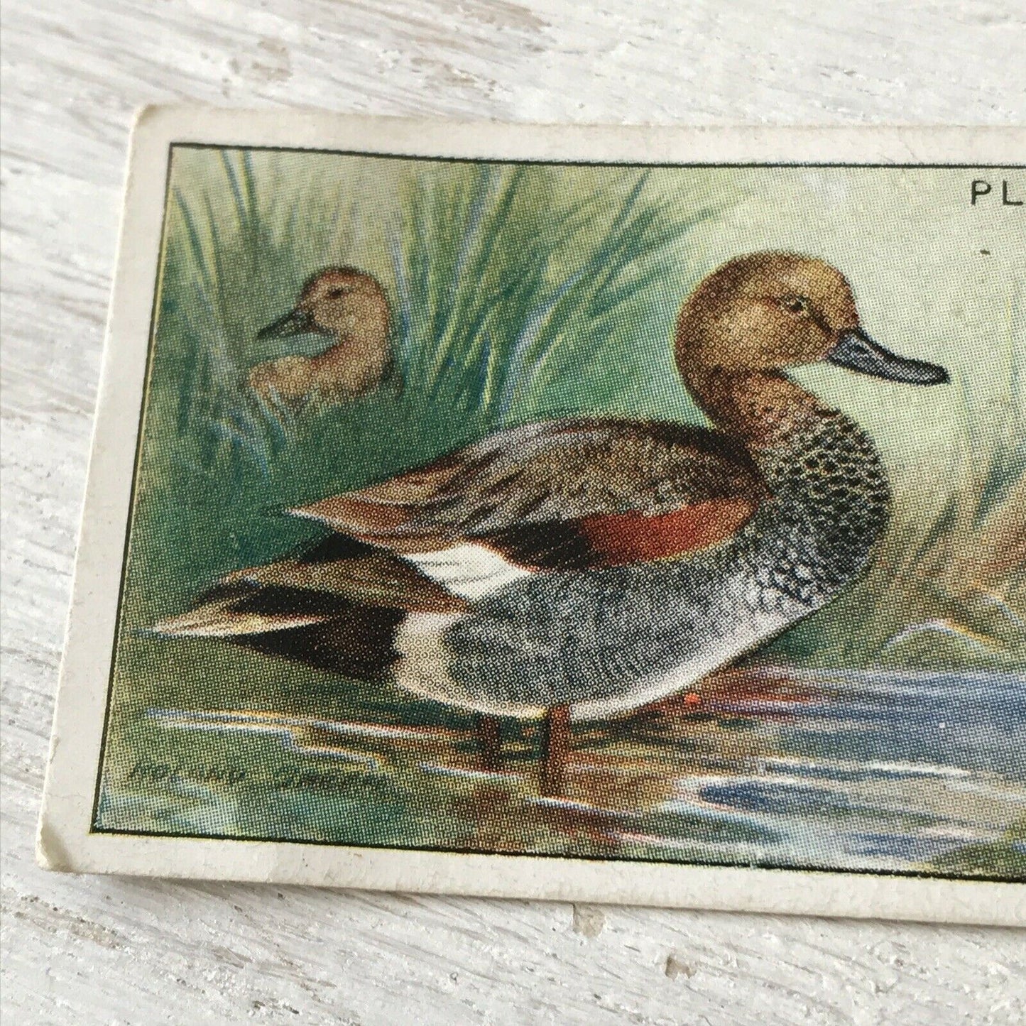 Players Cigarette Card Game Birds & Wild Game no. 11 Gadwall Duck Norfolk Vintage 1927