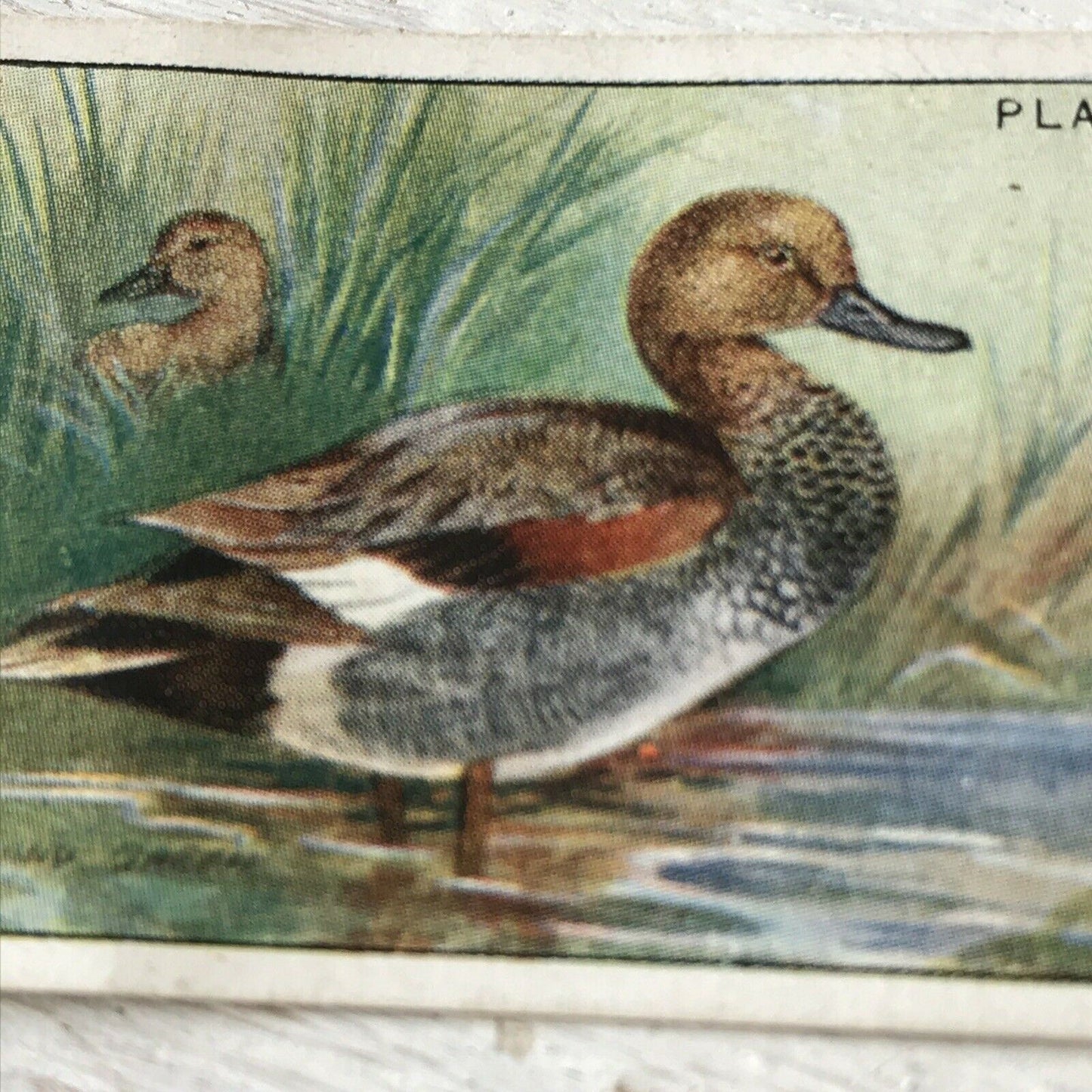 Players Cigarette Card Game Birds & Wild Game no. 11 Gadwall Duck Norfolk Vintage 1927