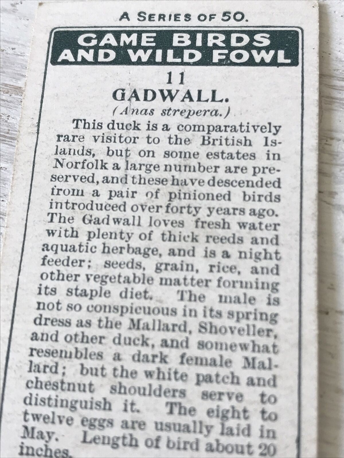 Players Cigarette Card Game Birds & Wild Game no. 11 Gadwall Duck Norfolk Vintage 1927