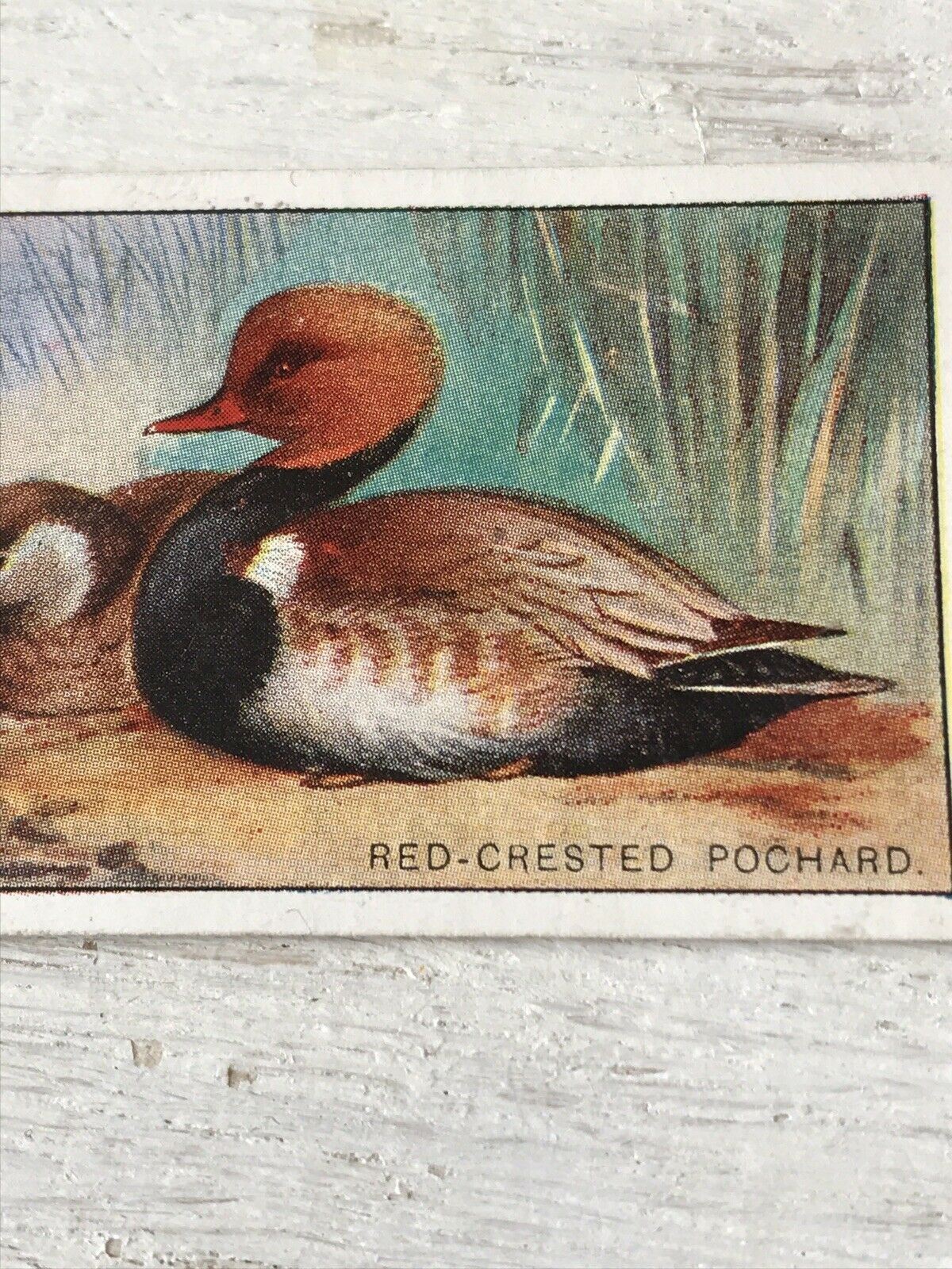 Players Cigarette Card Game Birds & Wild Game   33 Red Crested Pochard Duck