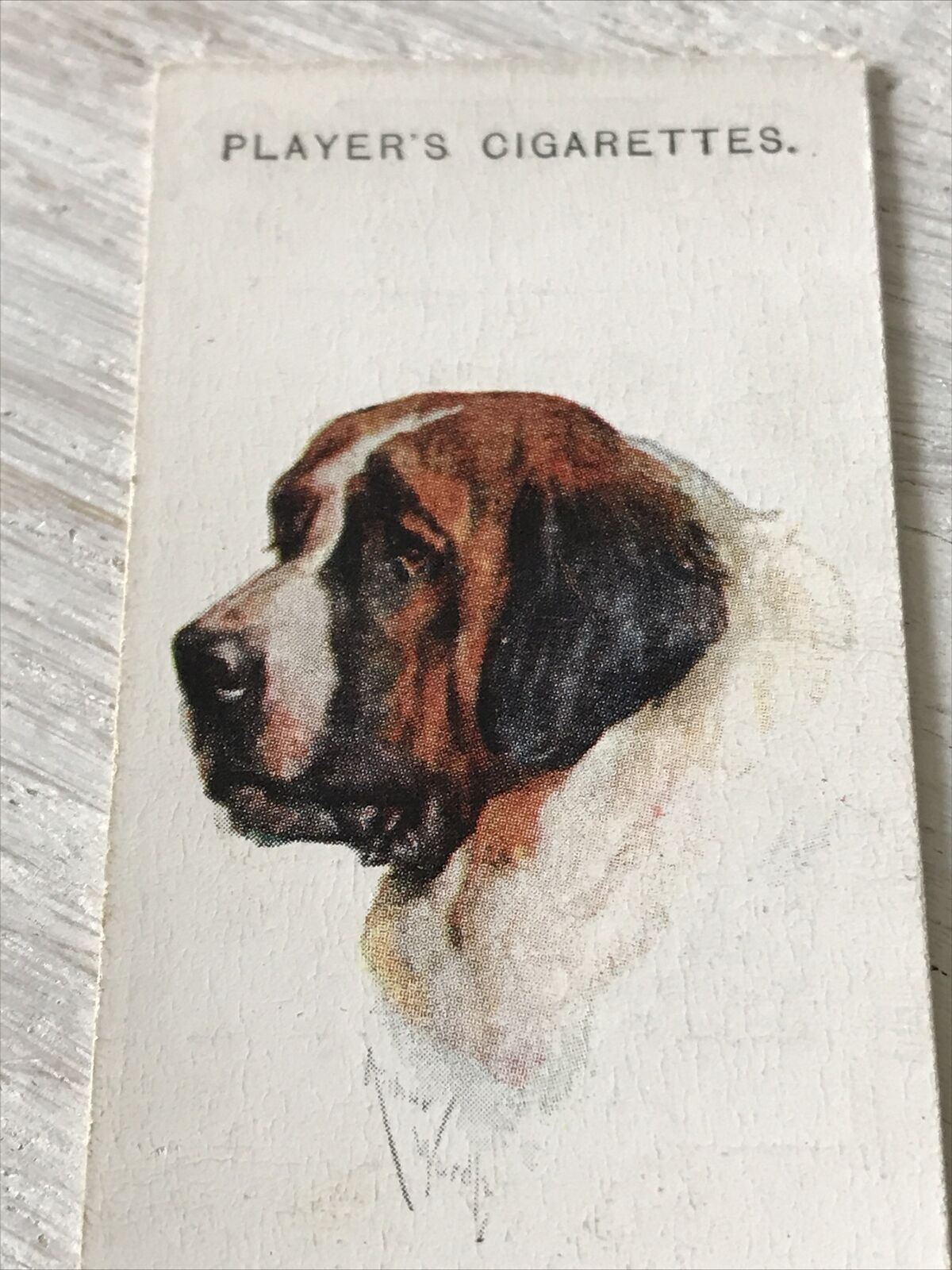 Players Cigarette Card Dogs 26 St Bernard Swiss Holy Breed Rescue Dogs Vintage