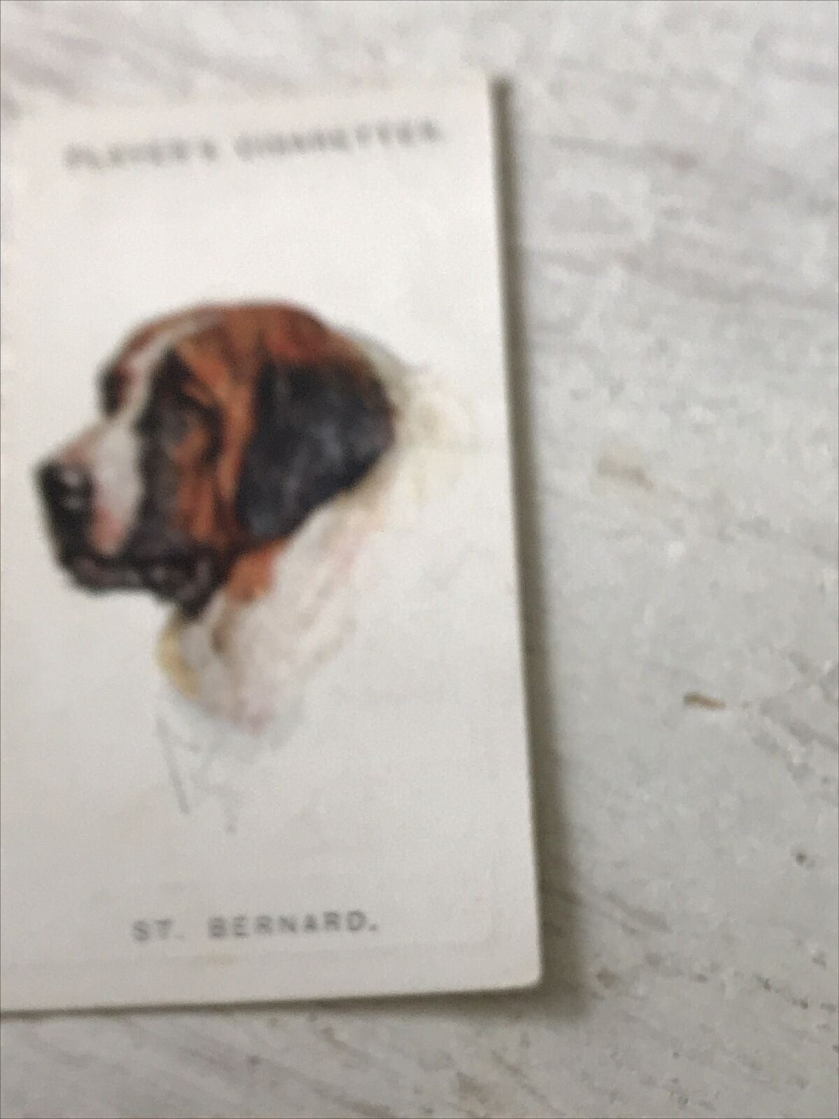 Players Cigarette Card Dogs 26 St Bernard Swiss Holy Breed Rescue Dogs Vintage