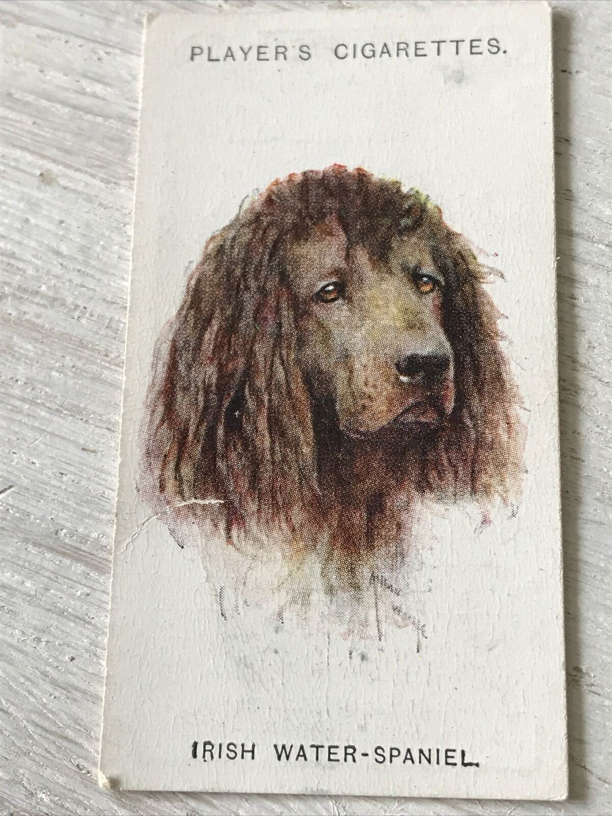 Players Cigarette Card Dogs 35 Irish Water Spaniel Vintage Arthur Wardle Paintin