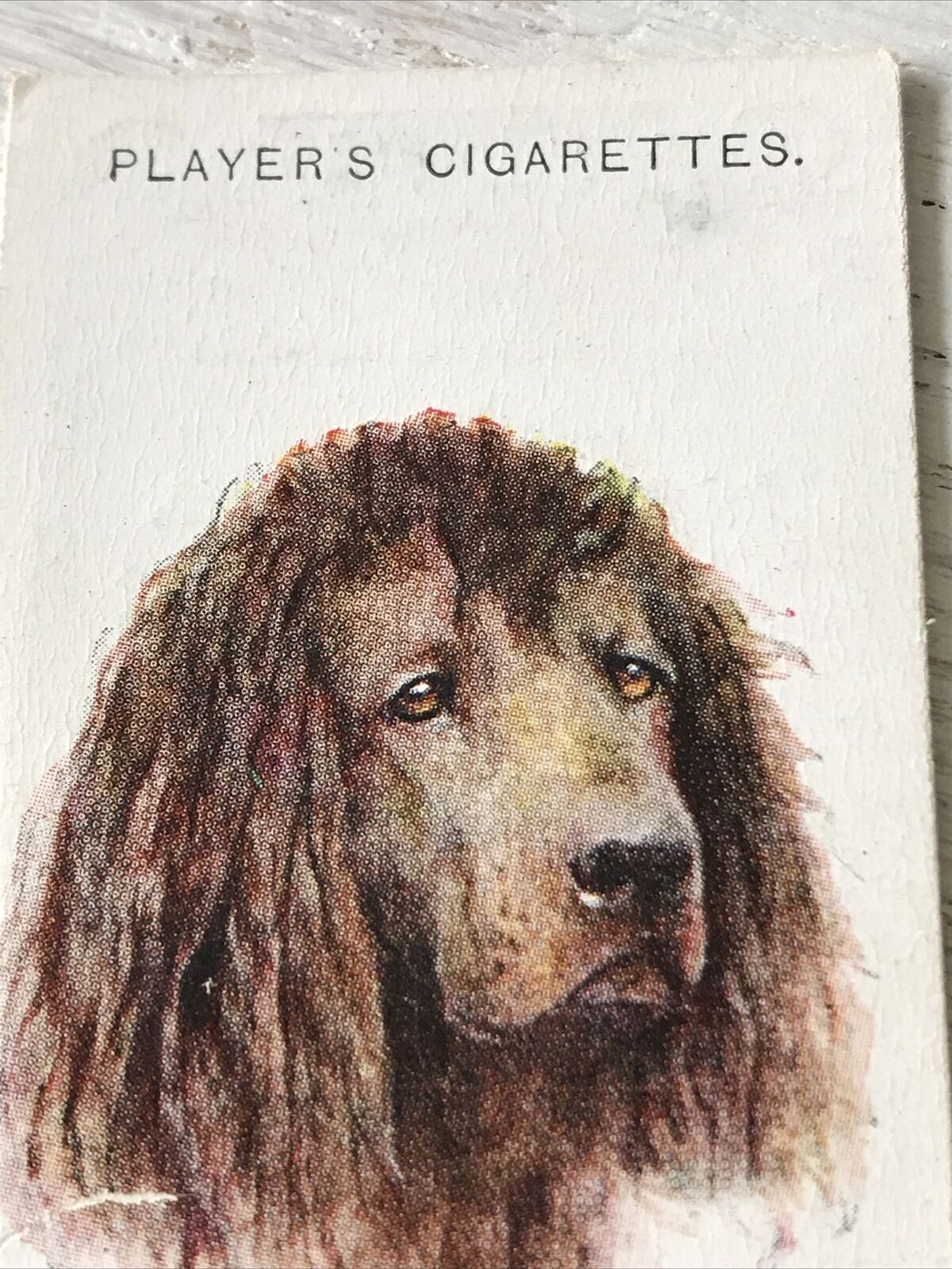 Players Cigarette Card Dogs 35 Irish Water Spaniel Vintage Arthur Wardle Paintin