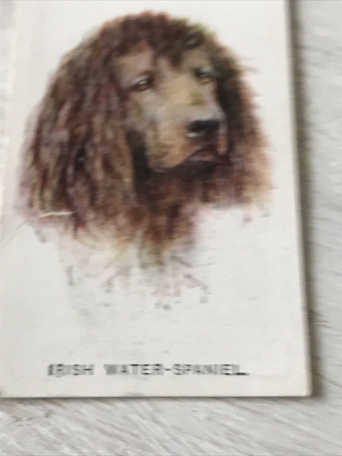 Players Cigarette Card Dogs 35 Irish Water Spaniel Vintage Arthur Wardle Paintin