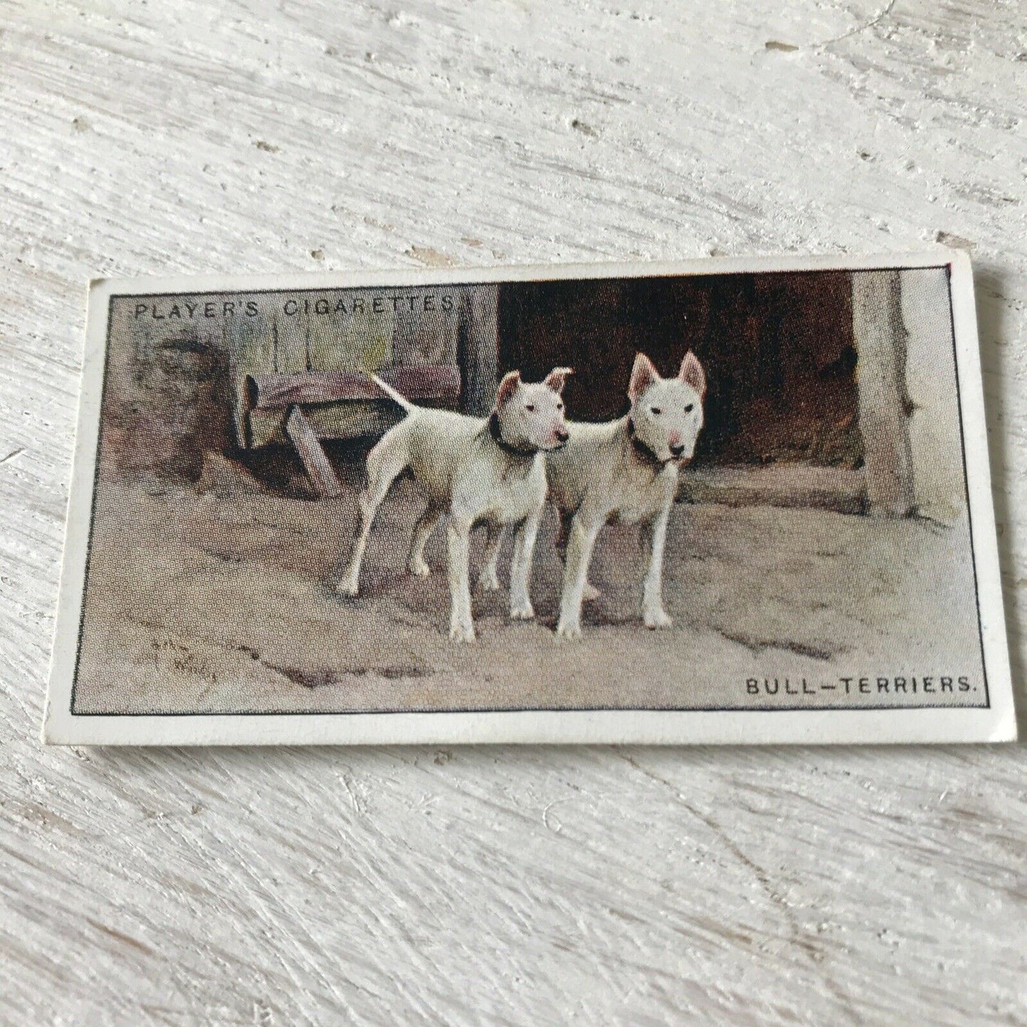 Players Cigarette Card Dogs 41 Bull-Terriers White Vintage