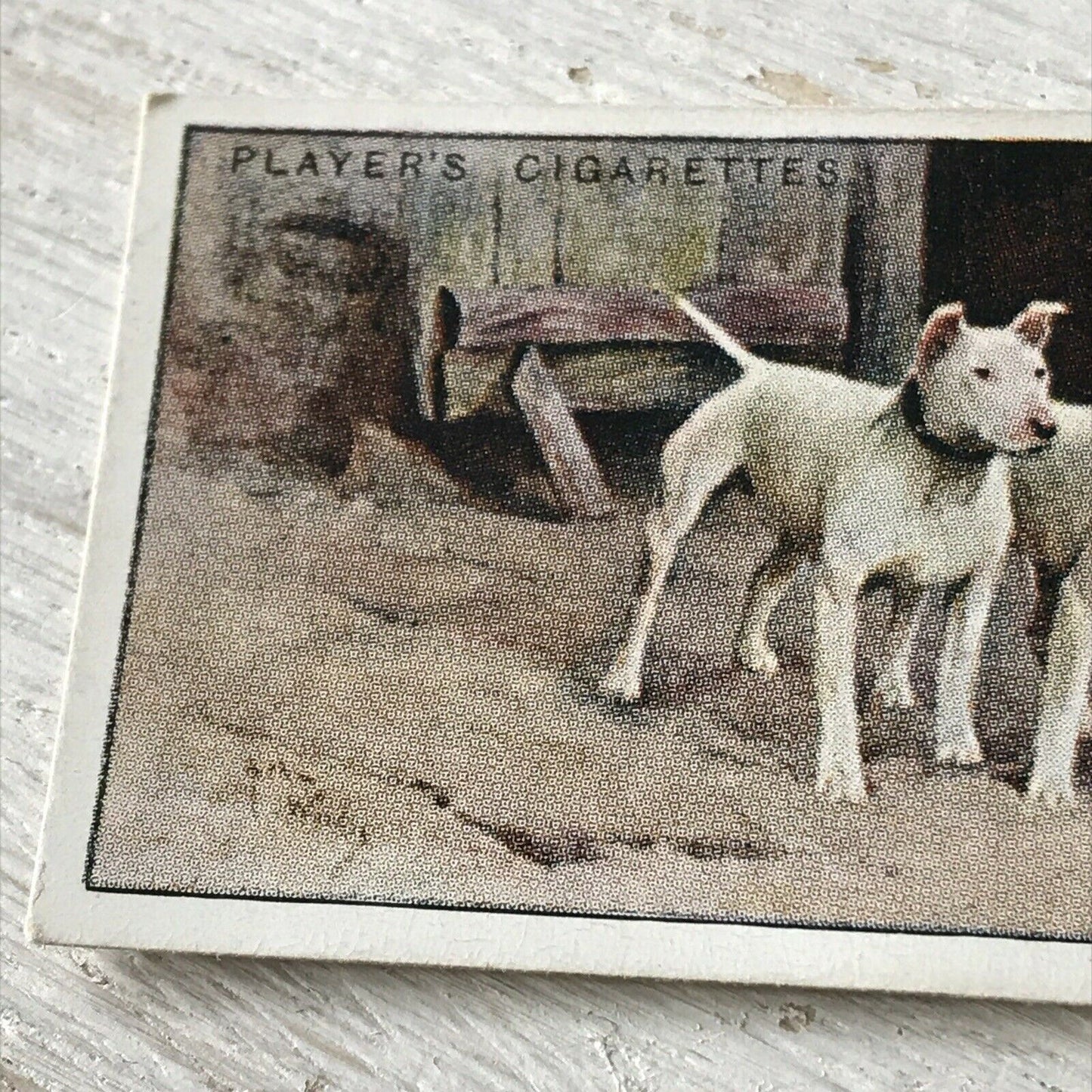 Players Cigarette Card Dogs 41 Bull-Terriers White Vintage