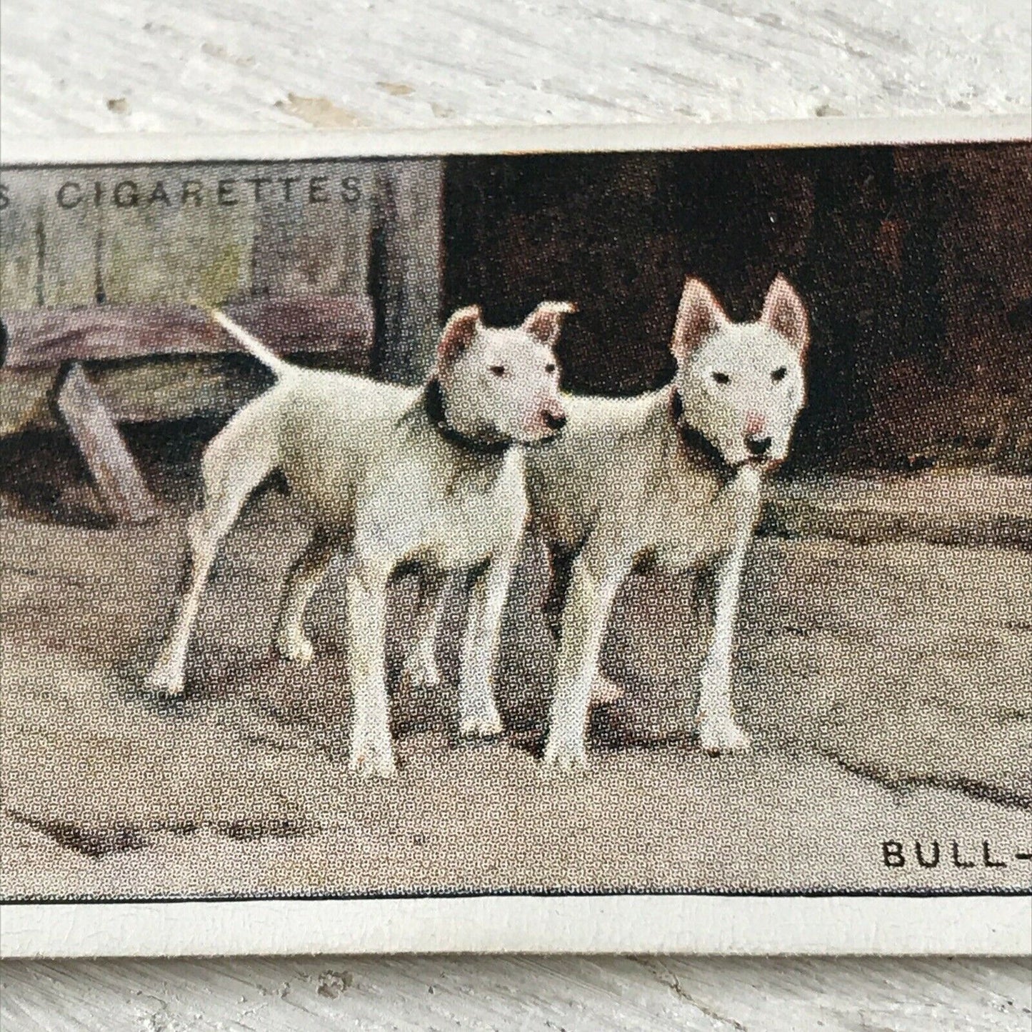 Players Cigarette Card Dogs 41 Bull-Terriers White Vintage