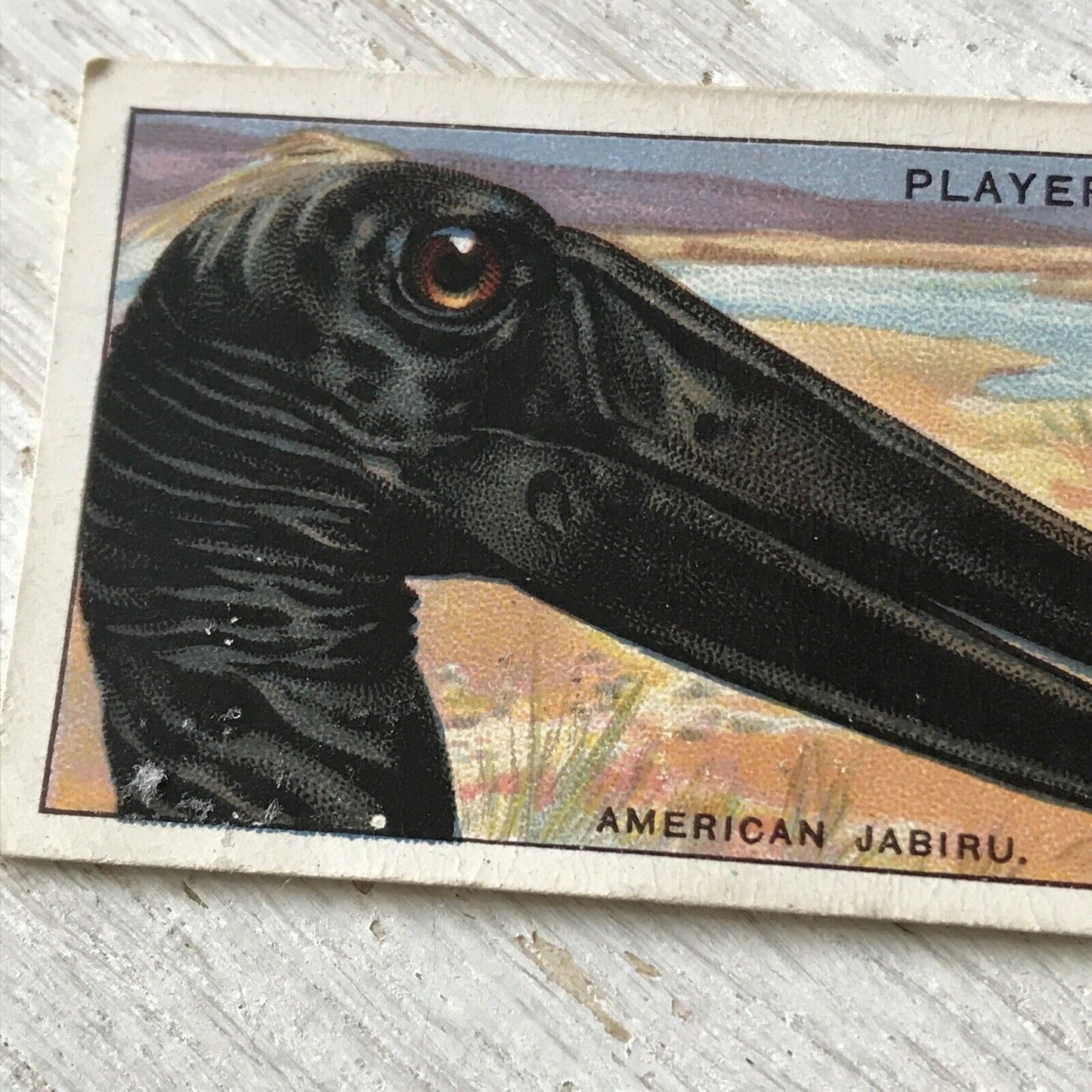 Players Cigarette Card Curious Beaks 28 American Jabiru Bird Stork Vintage