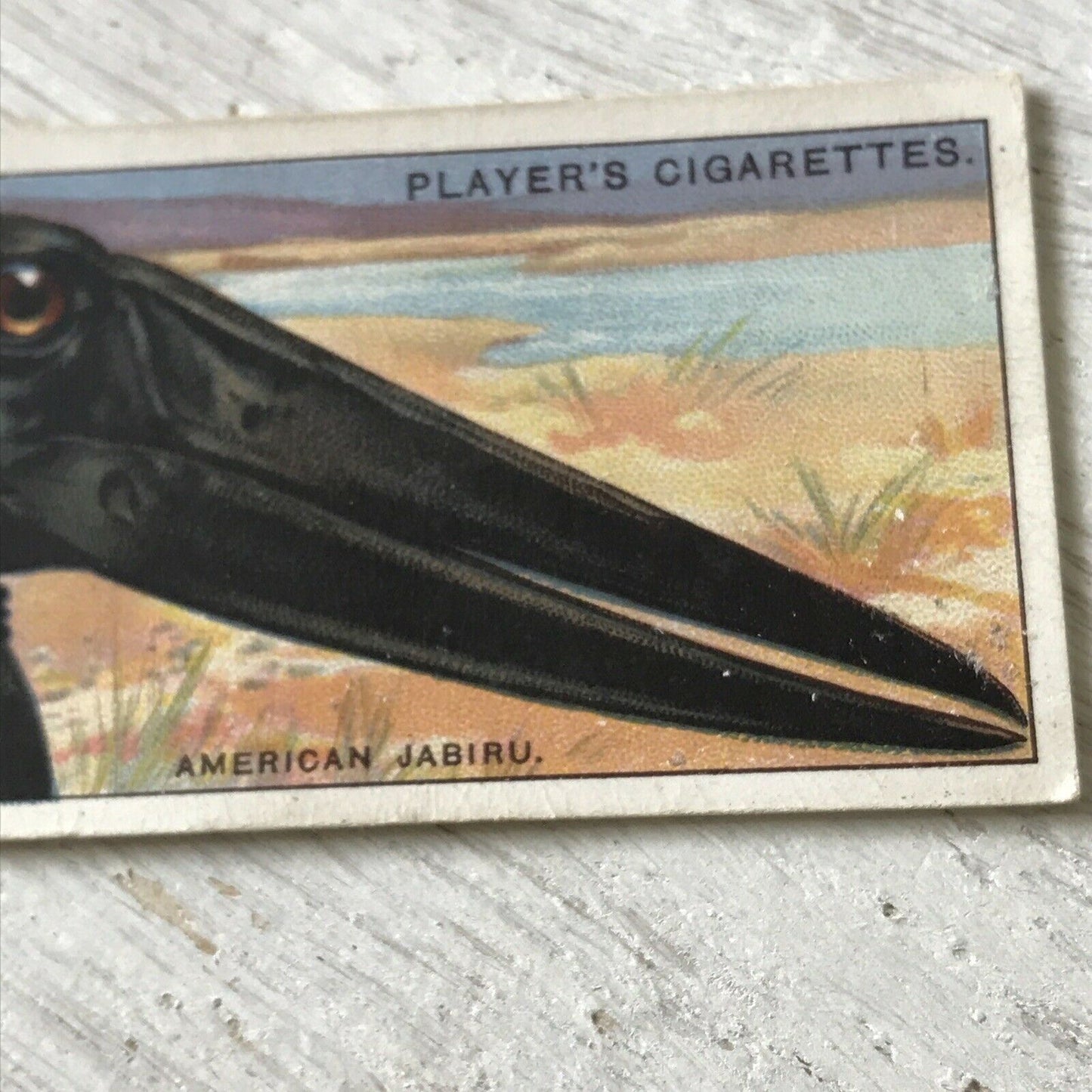 Players Cigarette Card Curious Beaks 28 American Jabiru Bird Stork Vintage