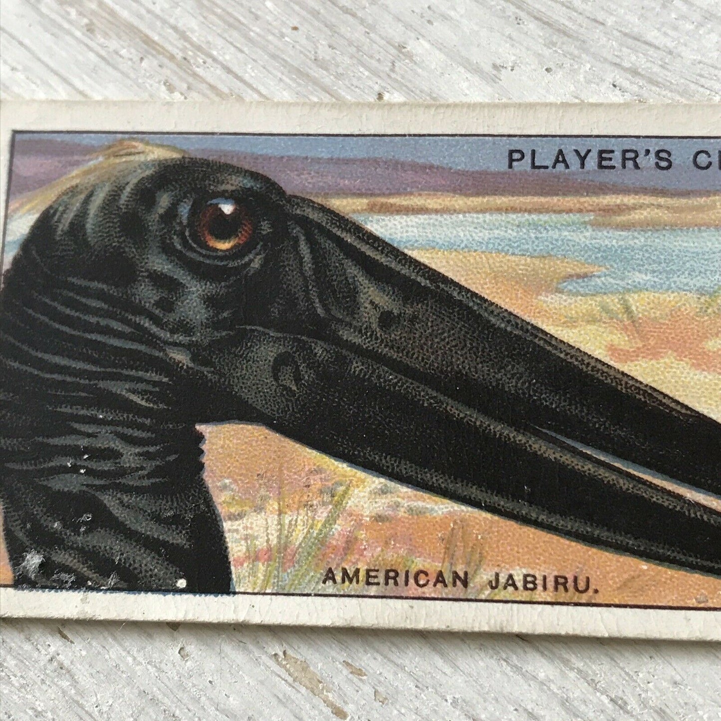 Players Cigarette Card Curious Beaks 28 American Jabiru Bird Stork Vintage