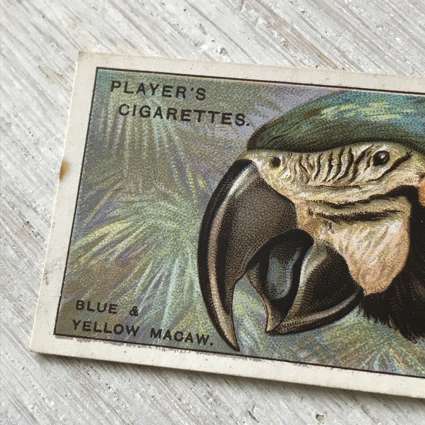 Players Cigarette Card Curious Beaks 31 Blue & Yellow Macaw Parrot 1920s Bird