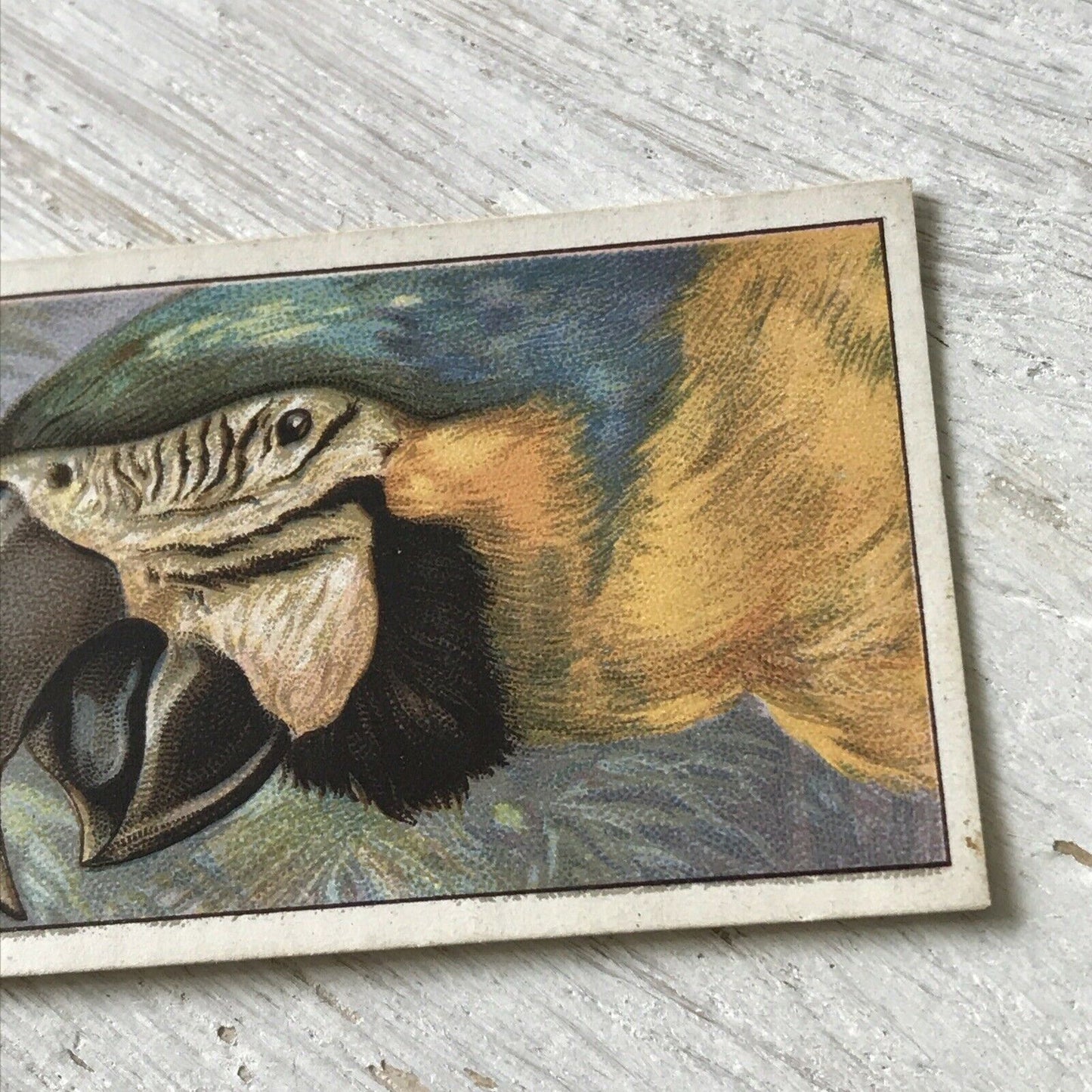 Players Cigarette Card Curious Beaks 31 Blue & Yellow Macaw Parrot 1920s Bird