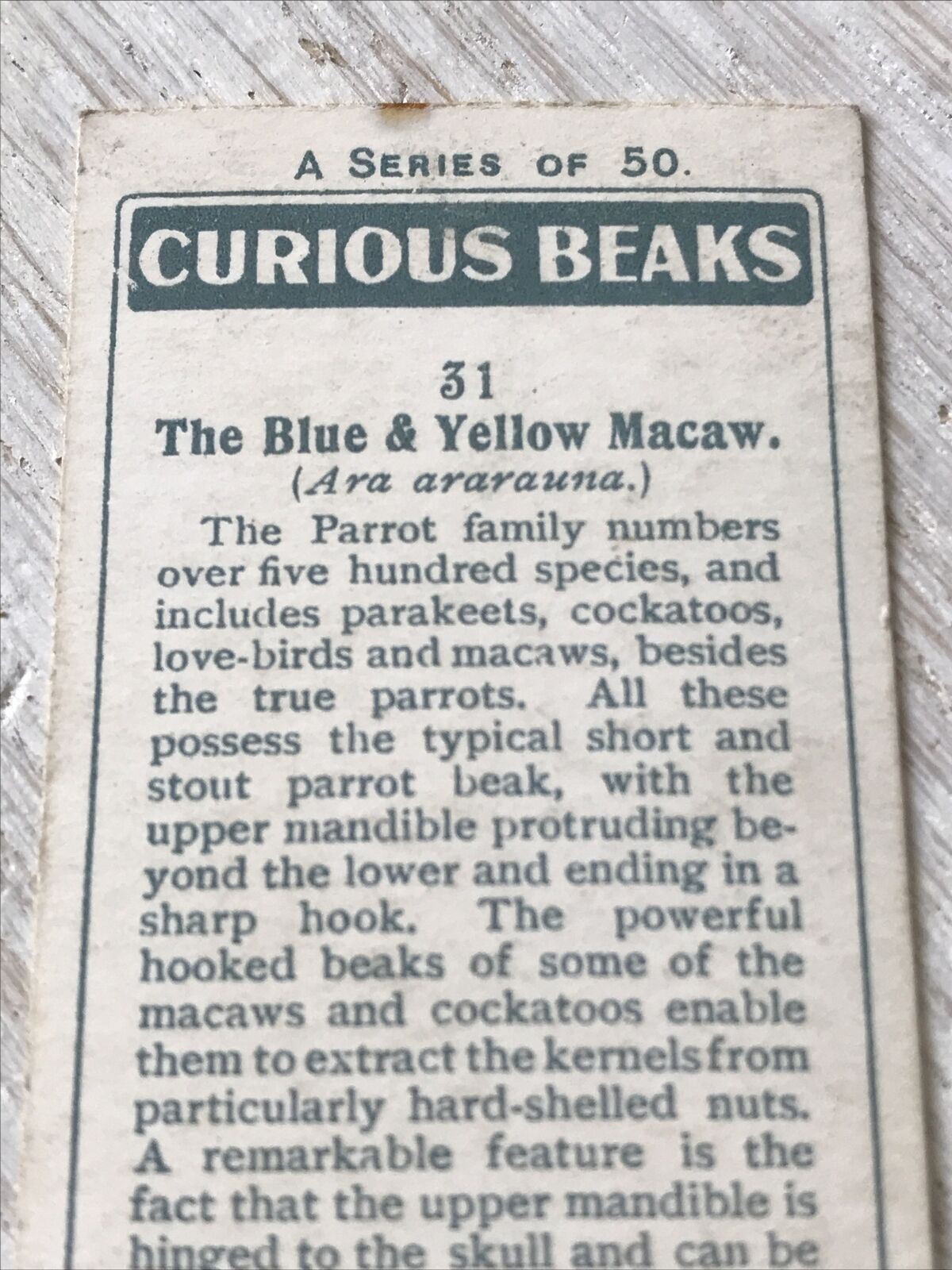 Players Cigarette Card Curious Beaks 31 Blue & Yellow Macaw Parrot 1920s Bird