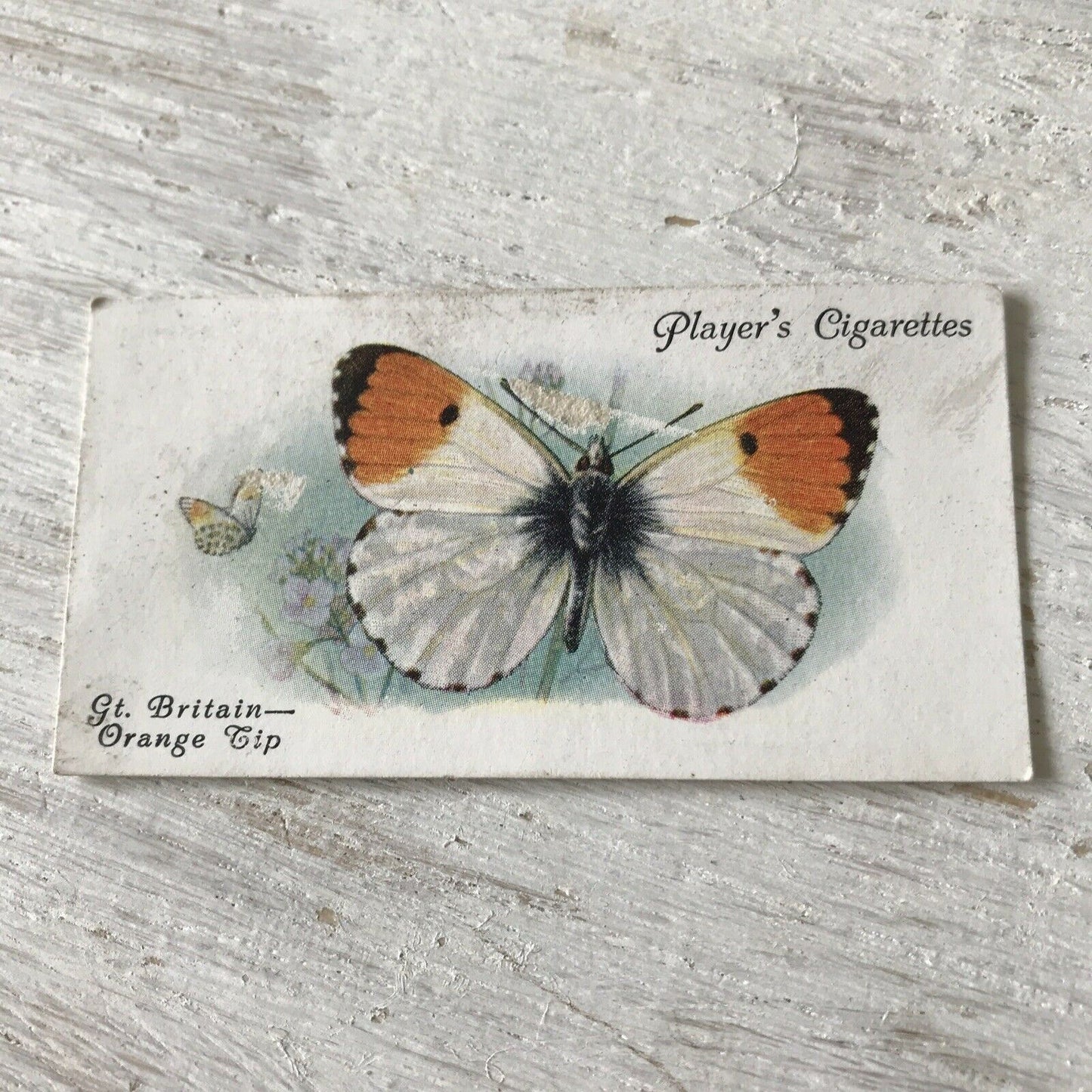 Players Cigarette Card Butterflies 12 British Orange Tip Vintage Picture