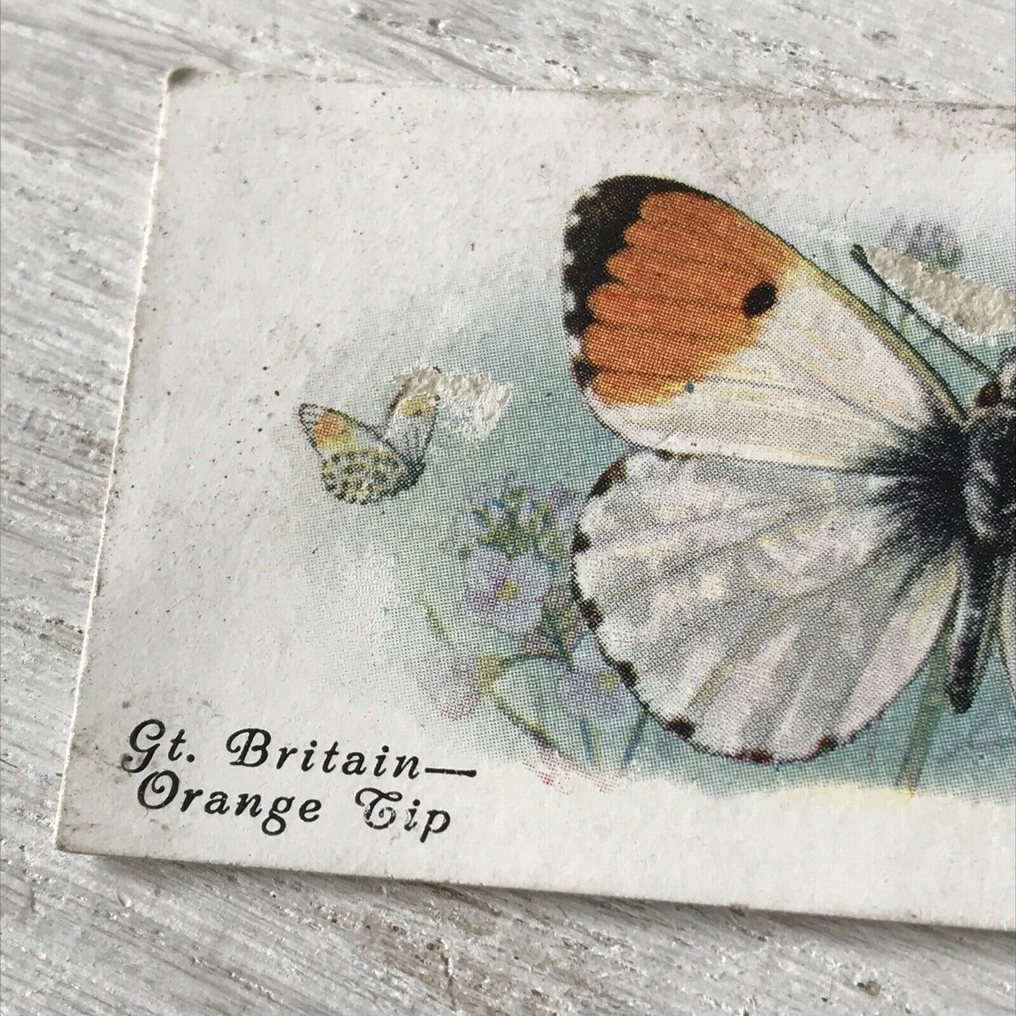 Players Cigarette Card Butterflies 12 British Orange Tip Vintage Picture