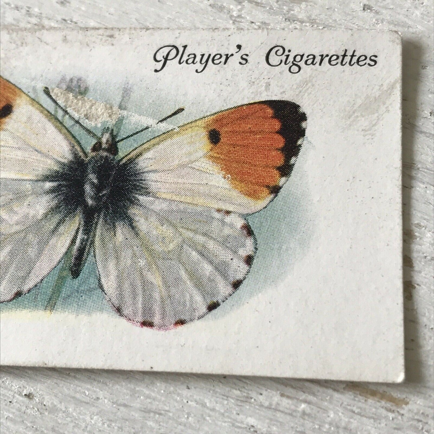 Players Cigarette Card Butterflies 12 British Orange Tip Vintage Picture