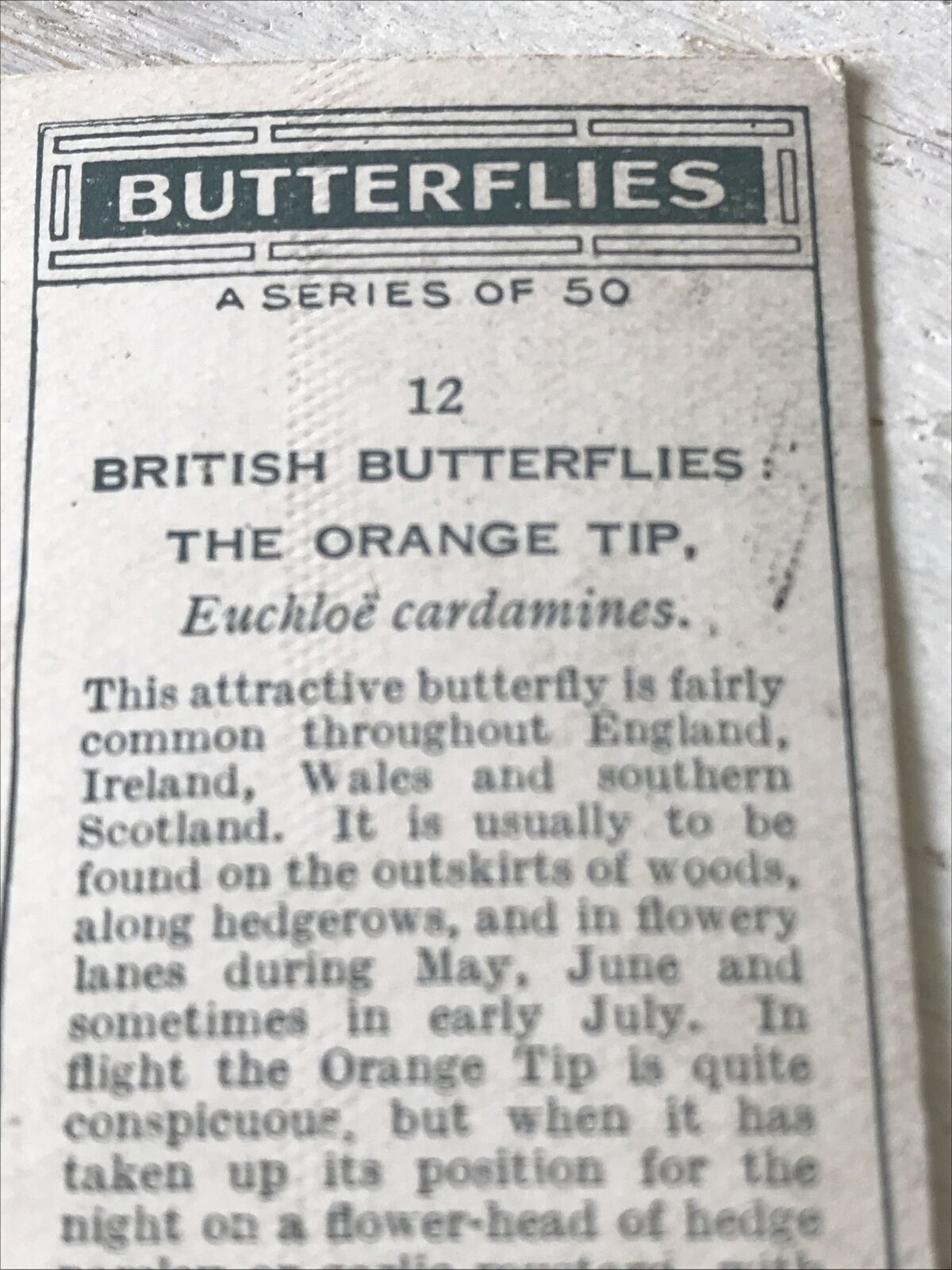 Players Cigarette Card Butterflies 12 British Orange Tip Vintage Picture