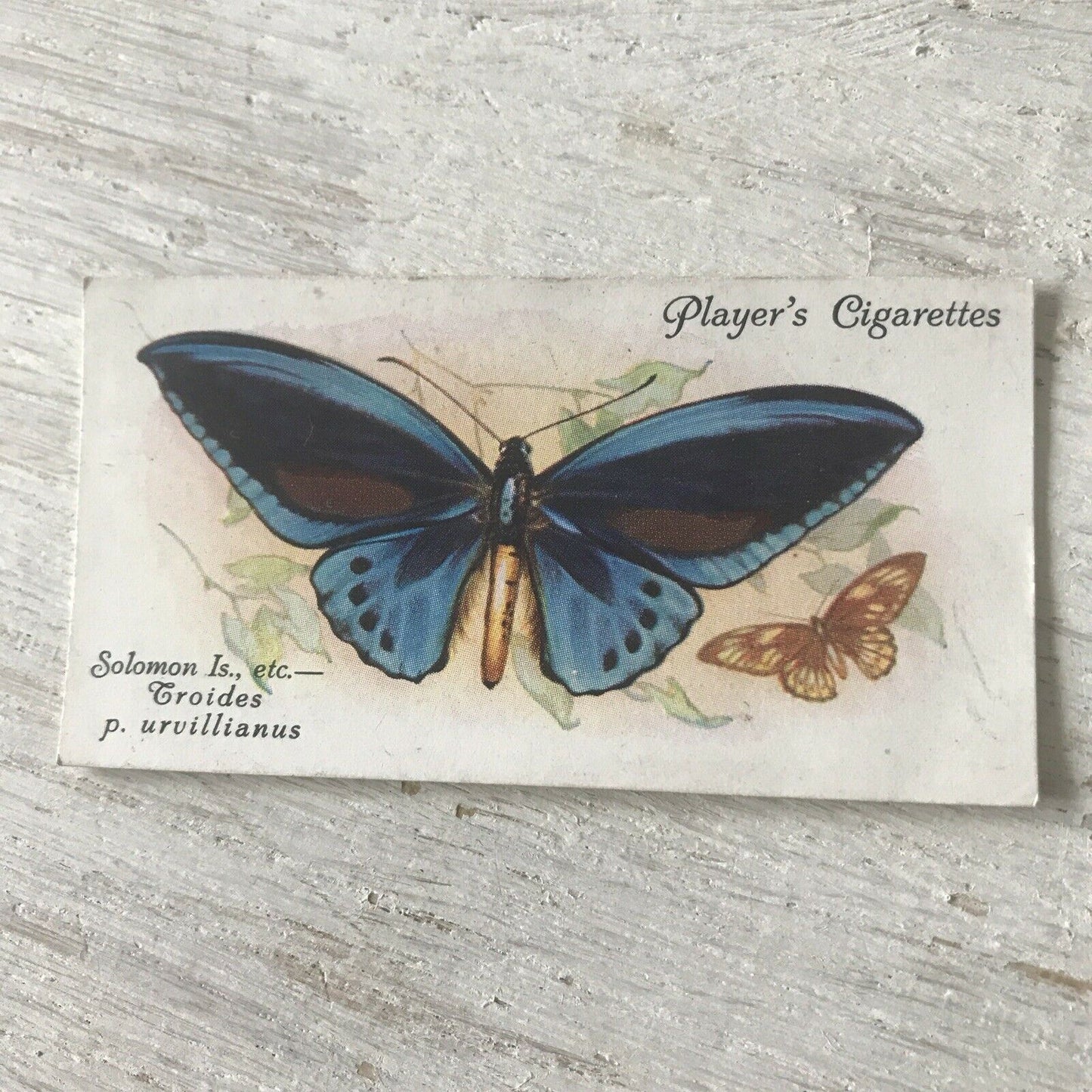 Players Cigarette Card Butterflies 50 Foreign Solomon Is. Bird wings Vintage