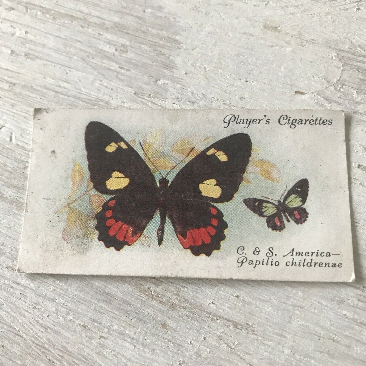 Players Cigarette Card Butterflies 32 Foreign Central South America Papilio Chil