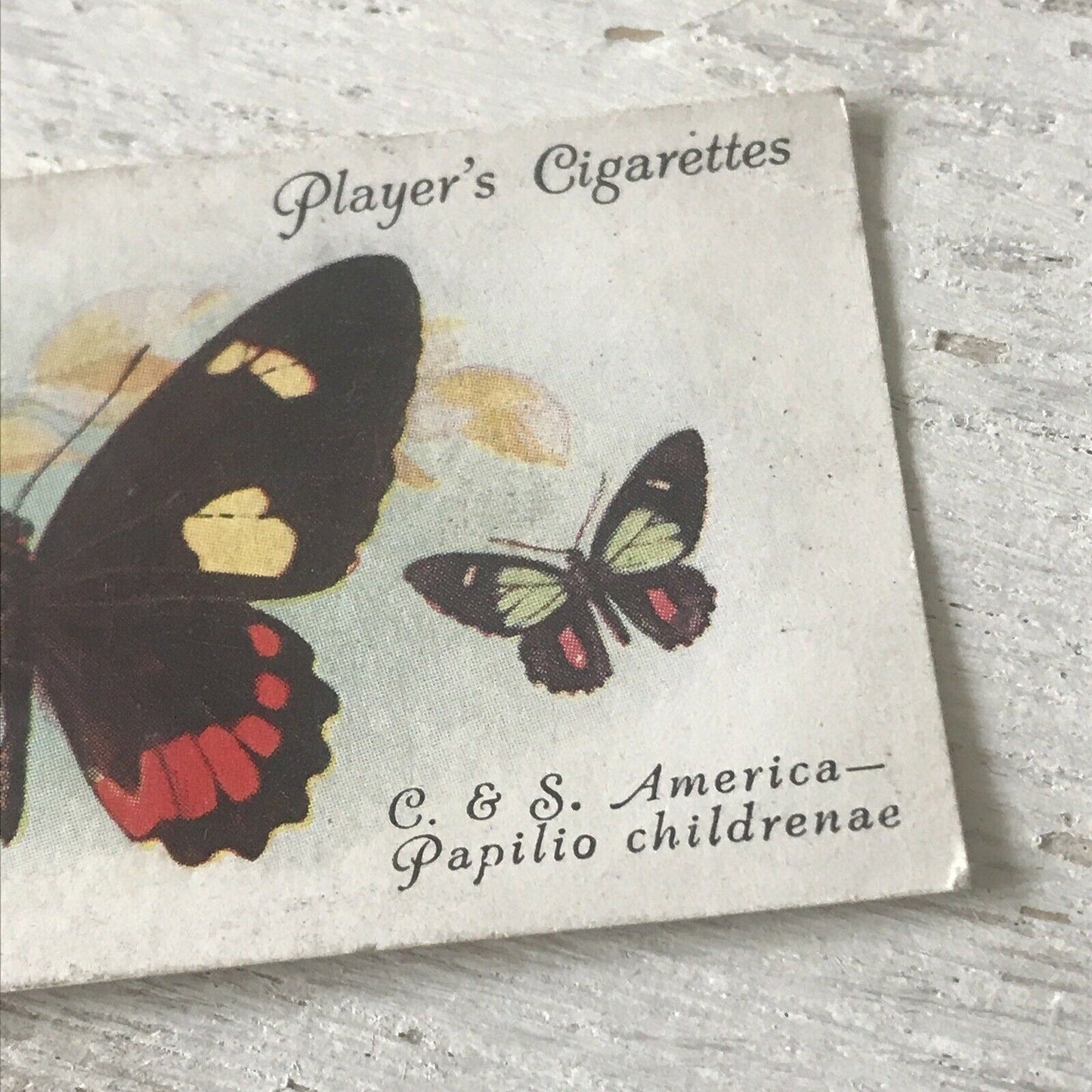 Players Cigarette Card Butterflies 32 Foreign Central South America Papilio Chil