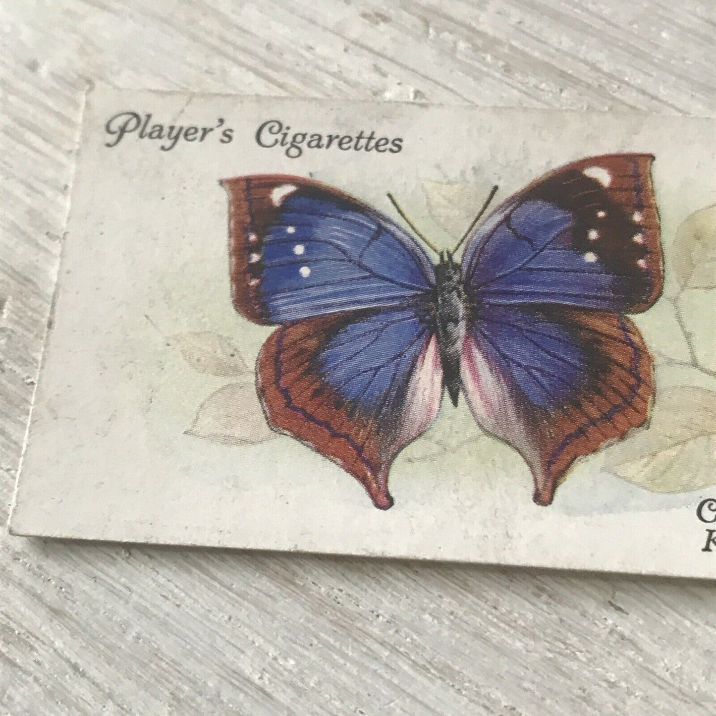 Players Cigarette Card Butterflies 21 Foreign Central Africa Kallima Jacksoni