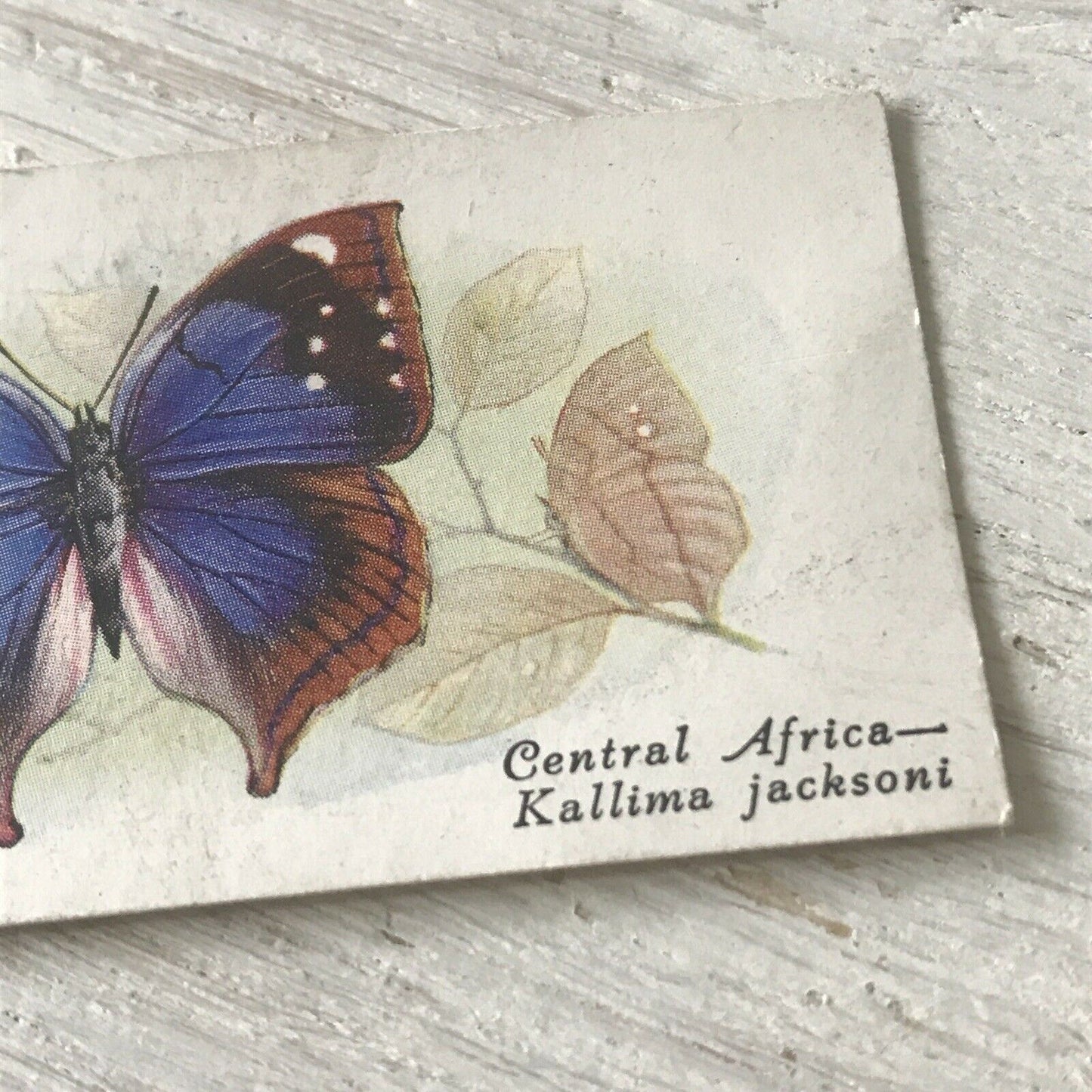 Players Cigarette Card Butterflies 21 Foreign Central Africa Kallima Jacksoni