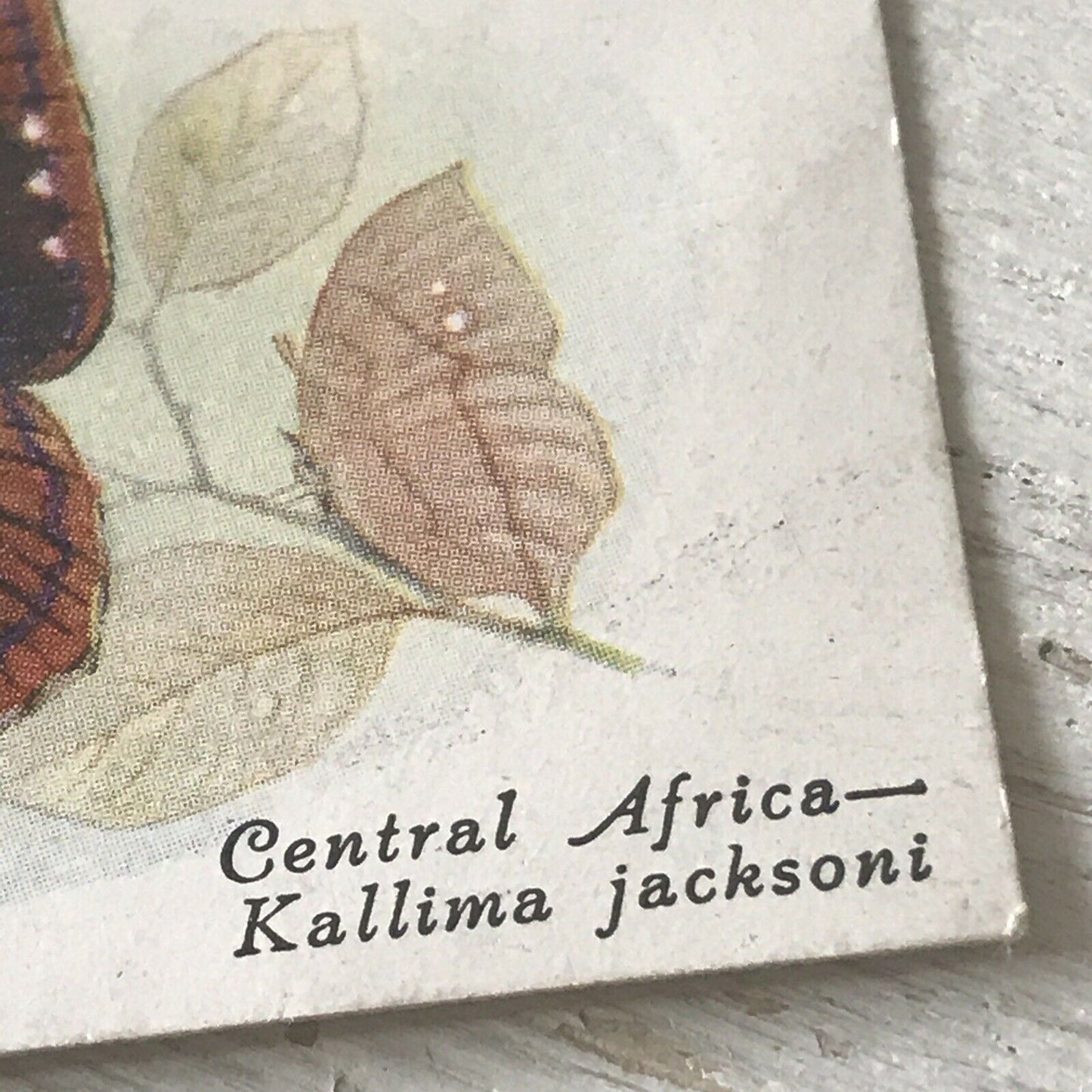 Players Cigarette Card Butterflies 21 Foreign Central Africa Kallima Jacksoni