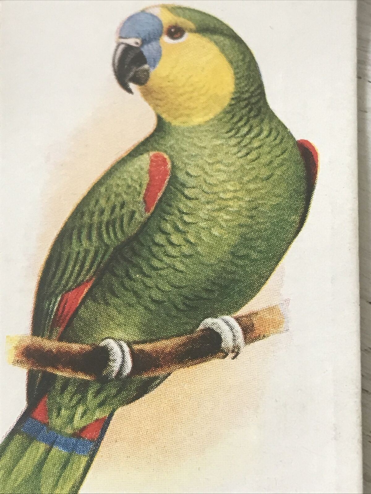 Players Cigarette Card Aviary & Cage Birds 26 Blue-fronted Amazon Parrot Vintage 1933