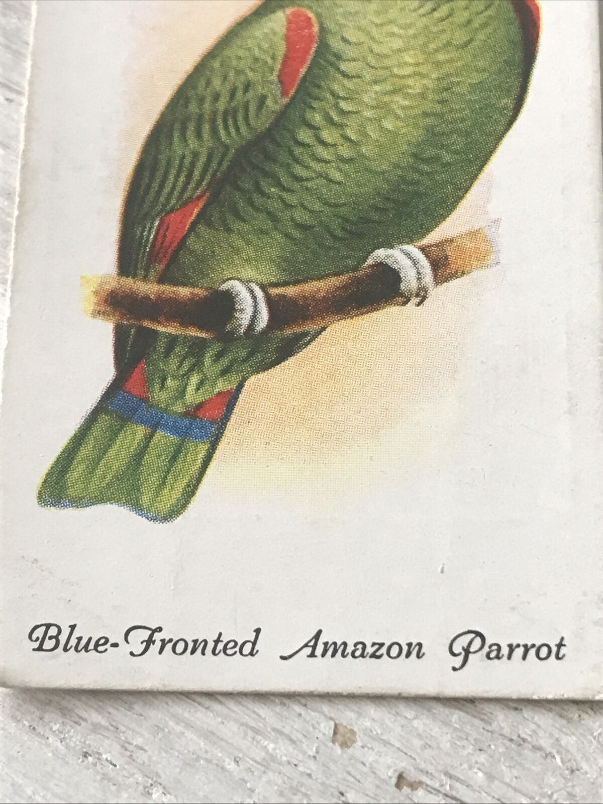 Players Cigarette Card Aviary & Cage Birds 26 Blue-fronted Amazon Parrot Vintage 1933