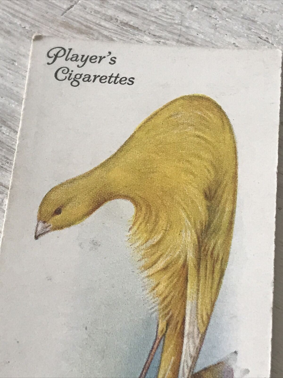 Players Cigarette Card Aviary & Cage Birds 11 Scots Fancy Canary Unusual Vintage