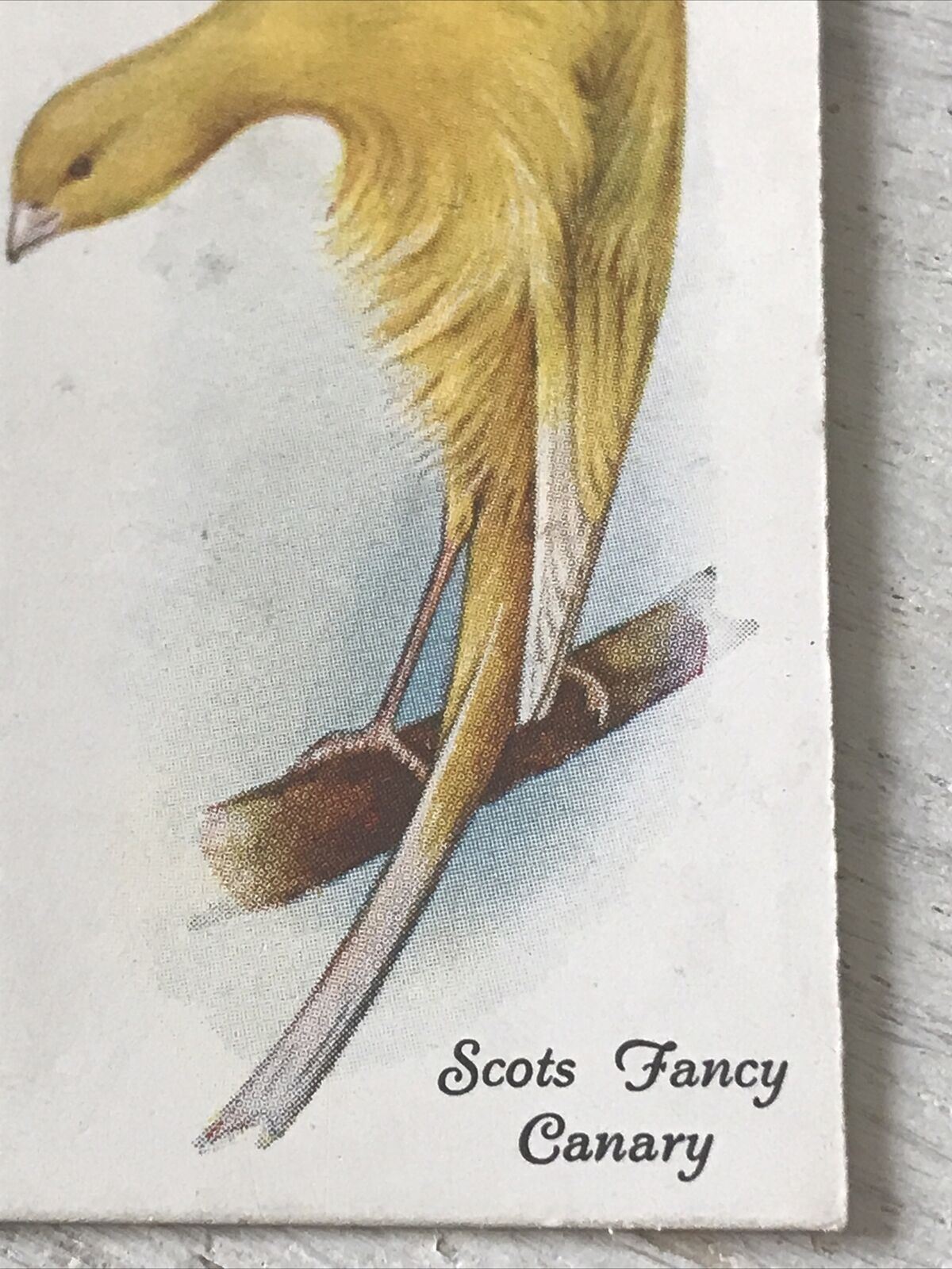 Players Cigarette Card Aviary & Cage Birds 11 Scots Fancy Canary Unusual Vintage