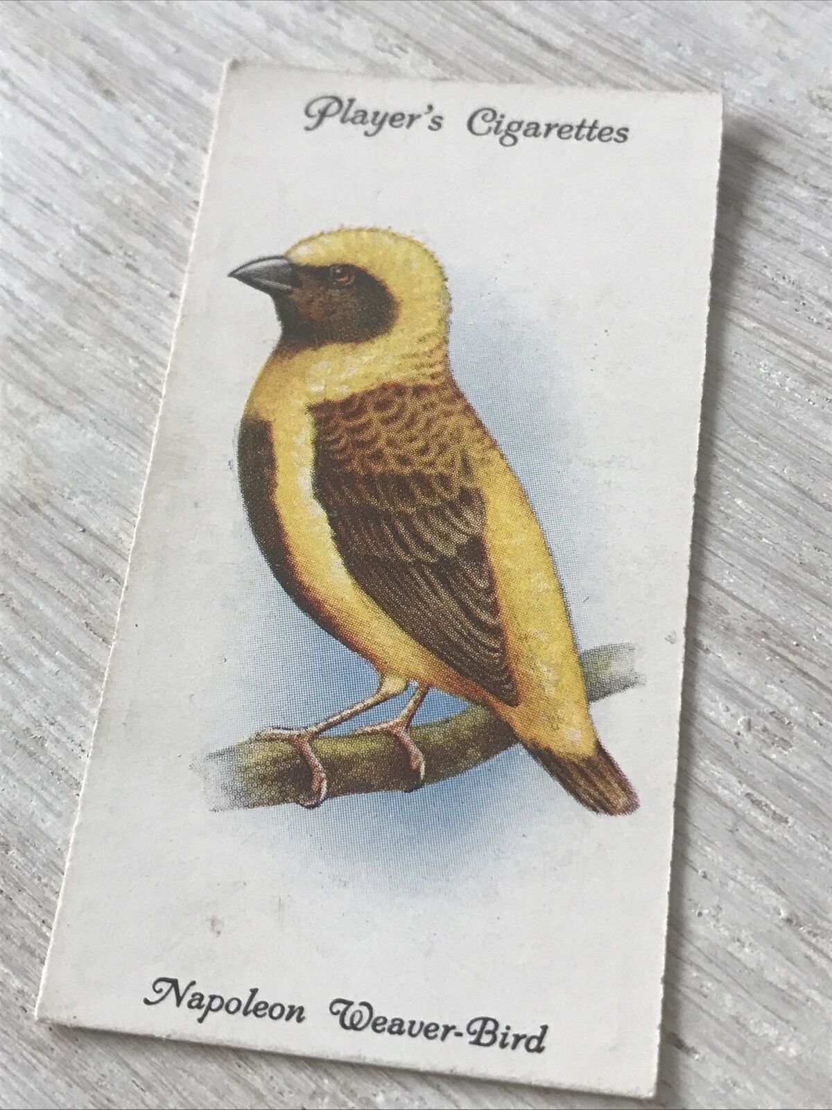 Players Cigarette Card Aviary & Cage Birds 38 Napoleon Weaver Bird Vintage