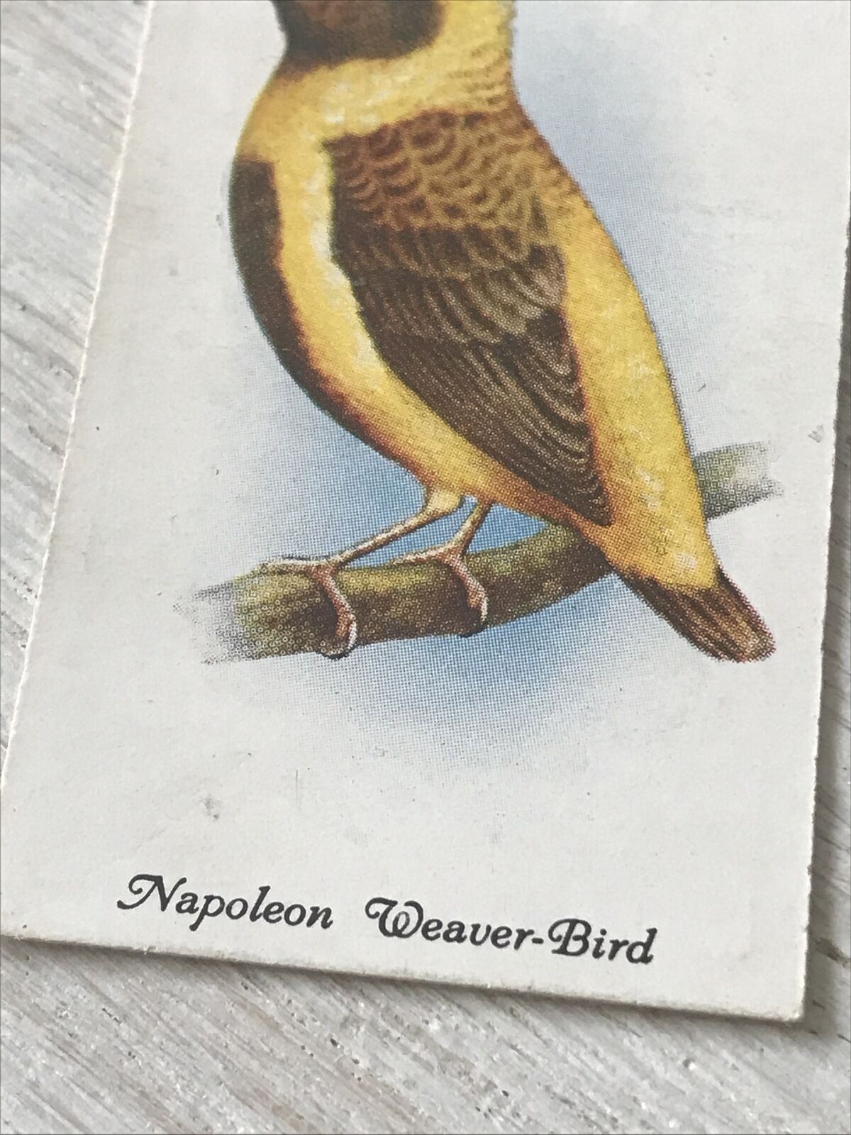 Players Cigarette Card Aviary & Cage Birds 38 Napoleon Weaver Bird Vintage