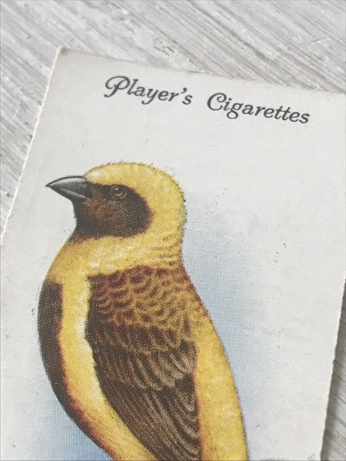 Players Cigarette Card Aviary & Cage Birds 38 Napoleon Weaver Bird Vintage