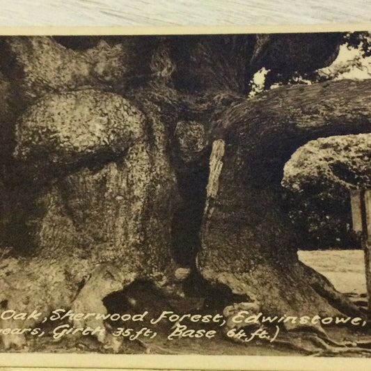 Vintage Postcard - Major Oak - Sherwood Forest - Edwinstowe - Ancient Oak Tree Photo - Sepia