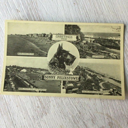 Vintage Postcard Greetings From Sunny Felixstowe Terrier Dog Beach Cliff Gardens