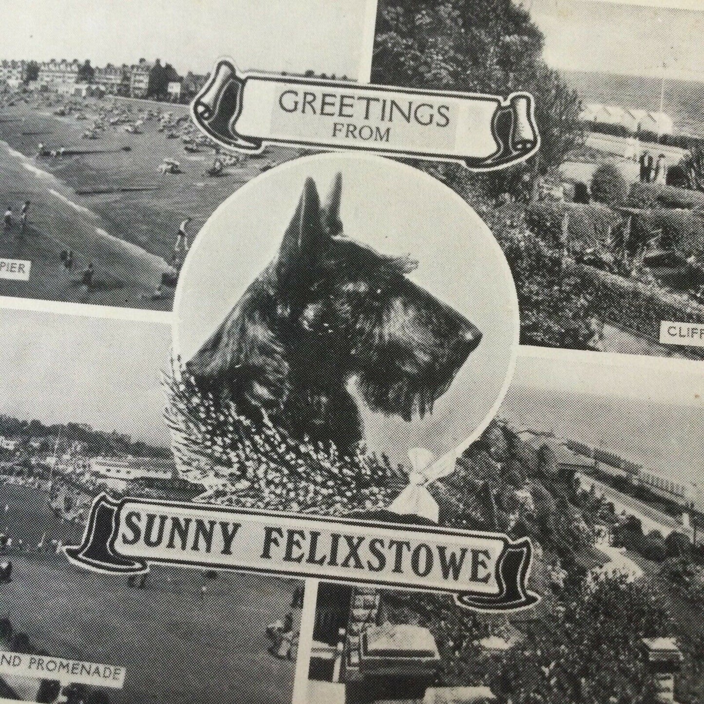 Vintage Postcard Greetings From Sunny Felixstowe Terrier Dog Beach Cliff Gardens