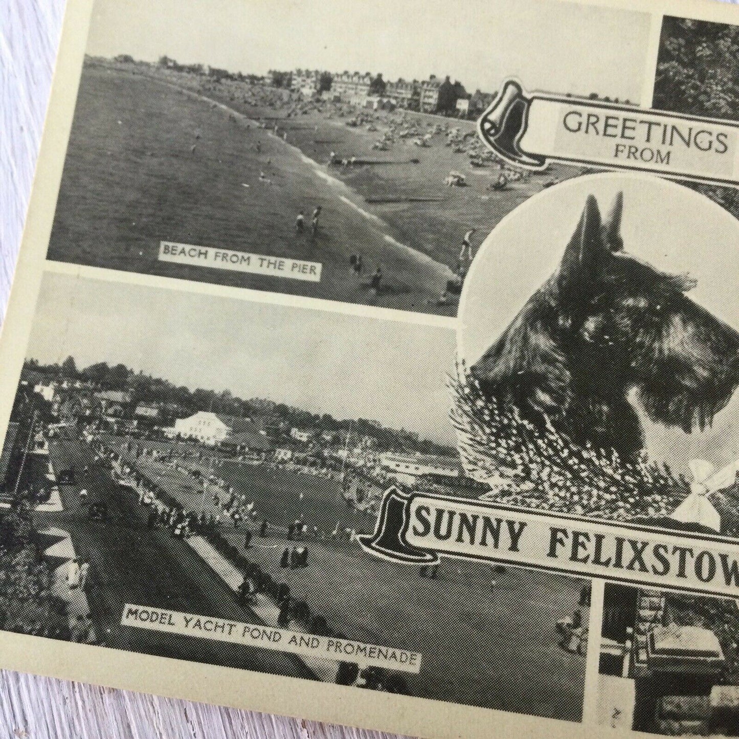 Vintage Postcard Greetings From Sunny Felixstowe Terrier Dog Beach Cliff Gardens