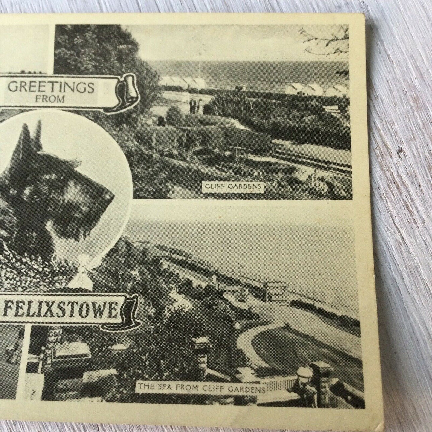 Vintage Postcard Greetings From Sunny Felixstowe Terrier Dog Beach Cliff Gardens