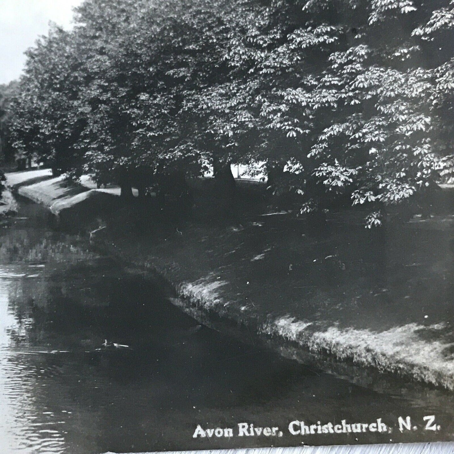 Vintage RP Postcard Avon River Christchurch New Zealand  Ducks Scenic