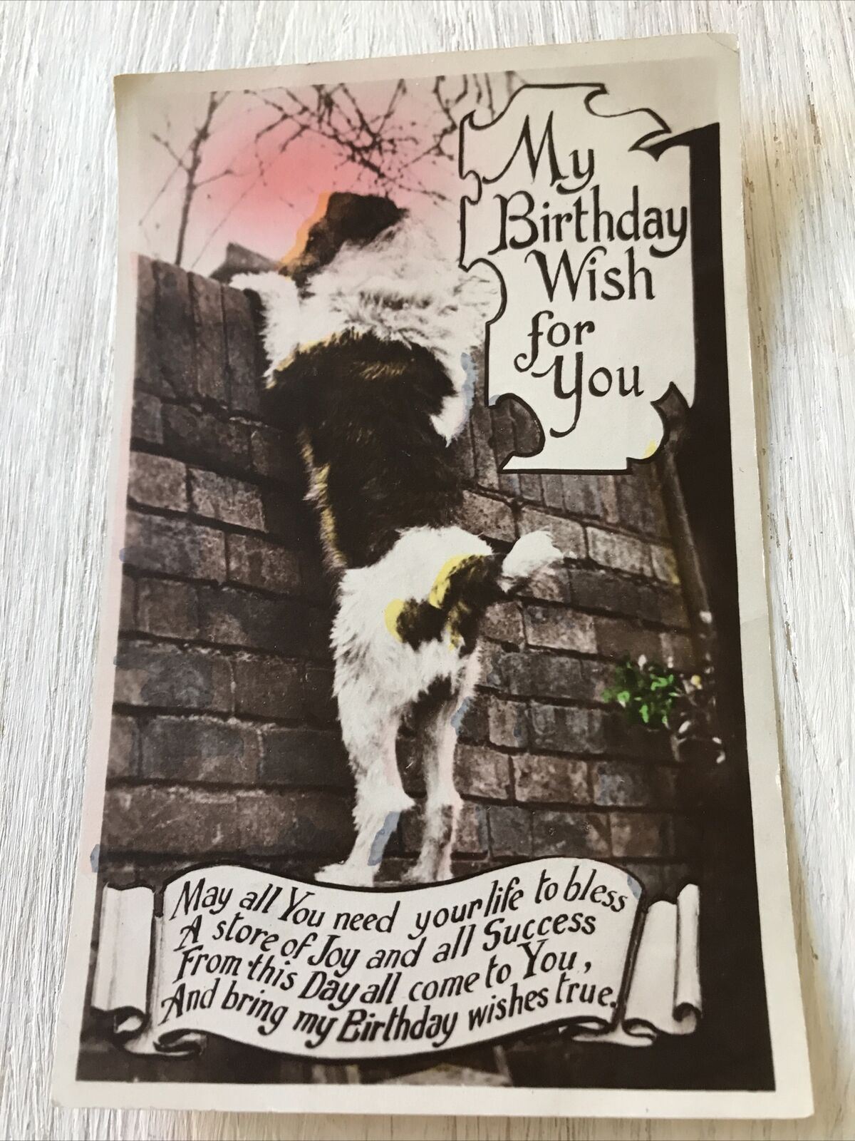 Vintage Birthday Greetings Postcard Card Cute Dog Nice Poem Real Photo Tinted