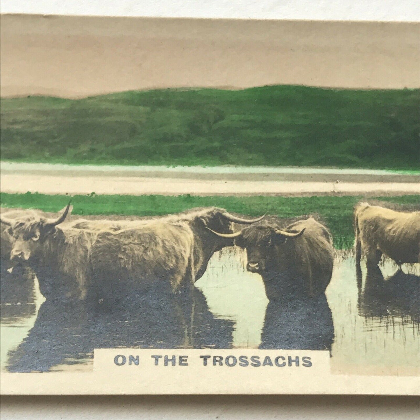 ON THE TROSSACHS Highland Cattle Photo Cigarette Card Cavanders Homeland Series