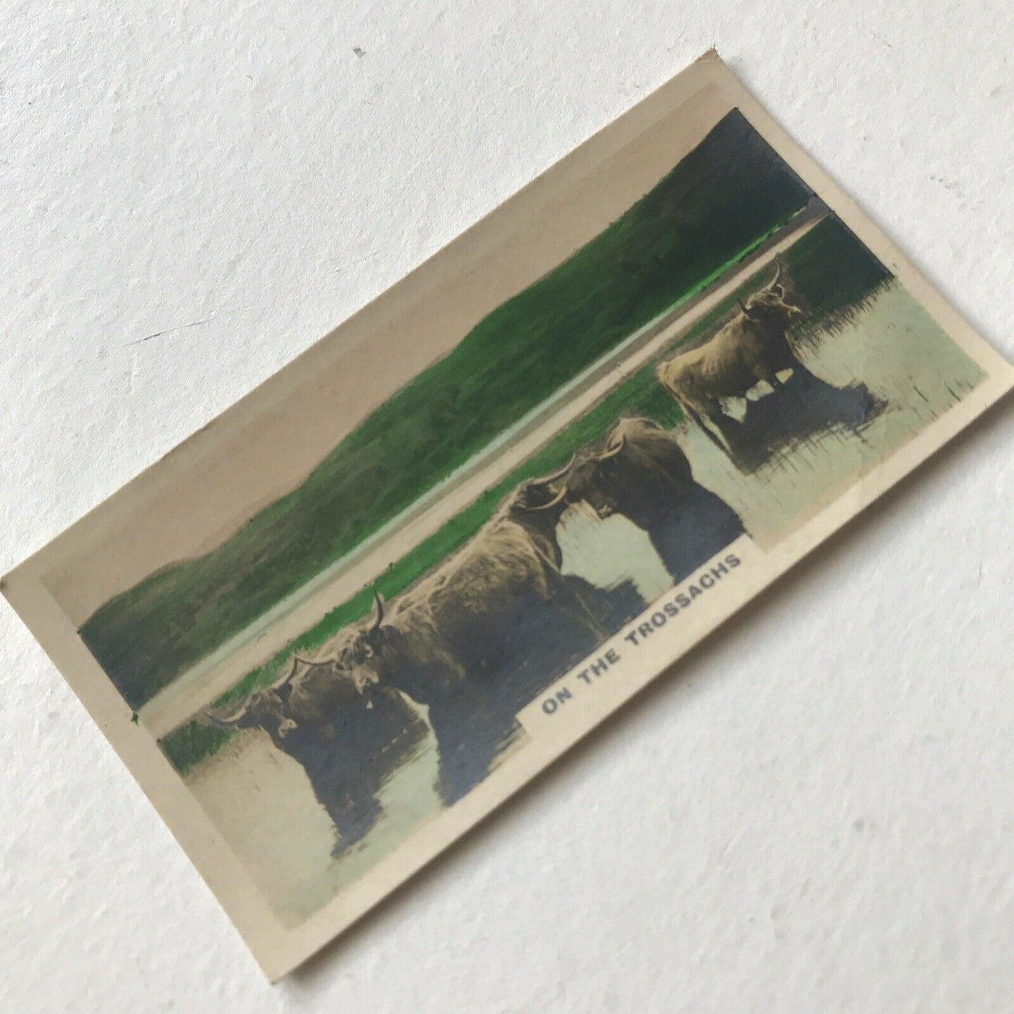 ON THE TROSSACHS Highland Cattle Photo Cigarette Card Cavanders Homeland Series