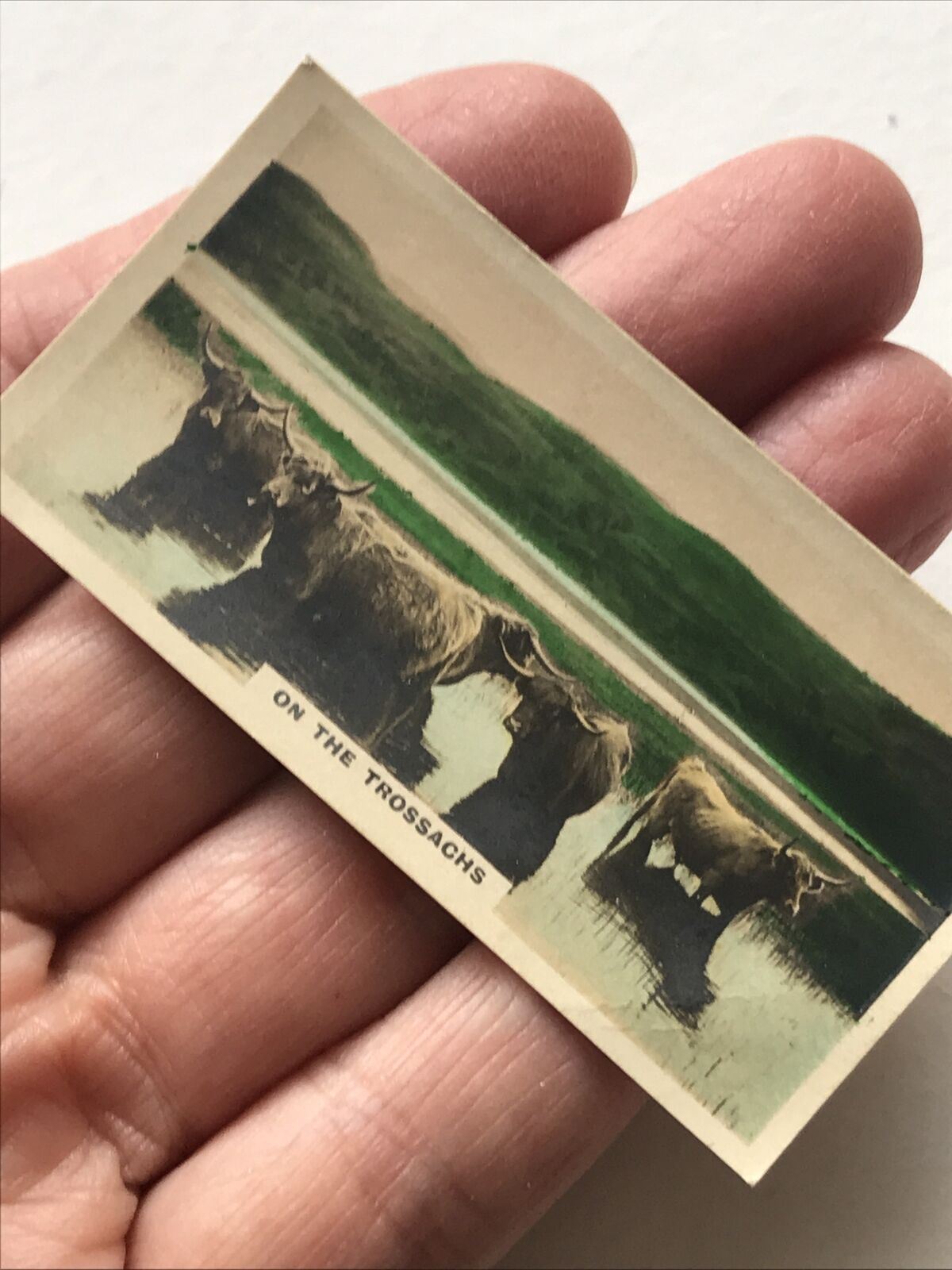 ON THE TROSSACHS Highland Cattle Photo Cigarette Card Cavanders Homeland Series