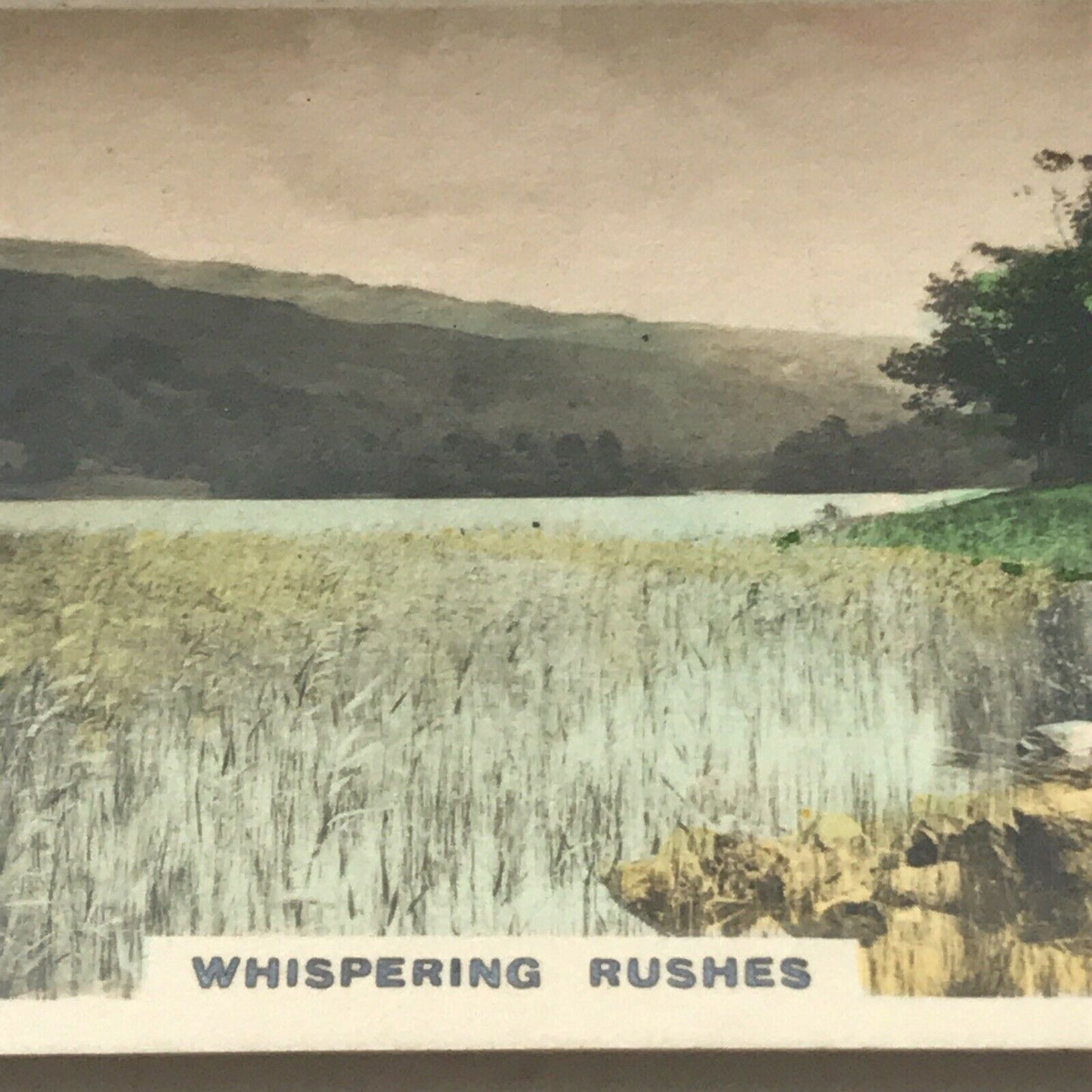 WHISPERING RUSHES Hand Coloured Photo Cavanders Cigarette Card. Camera Studies