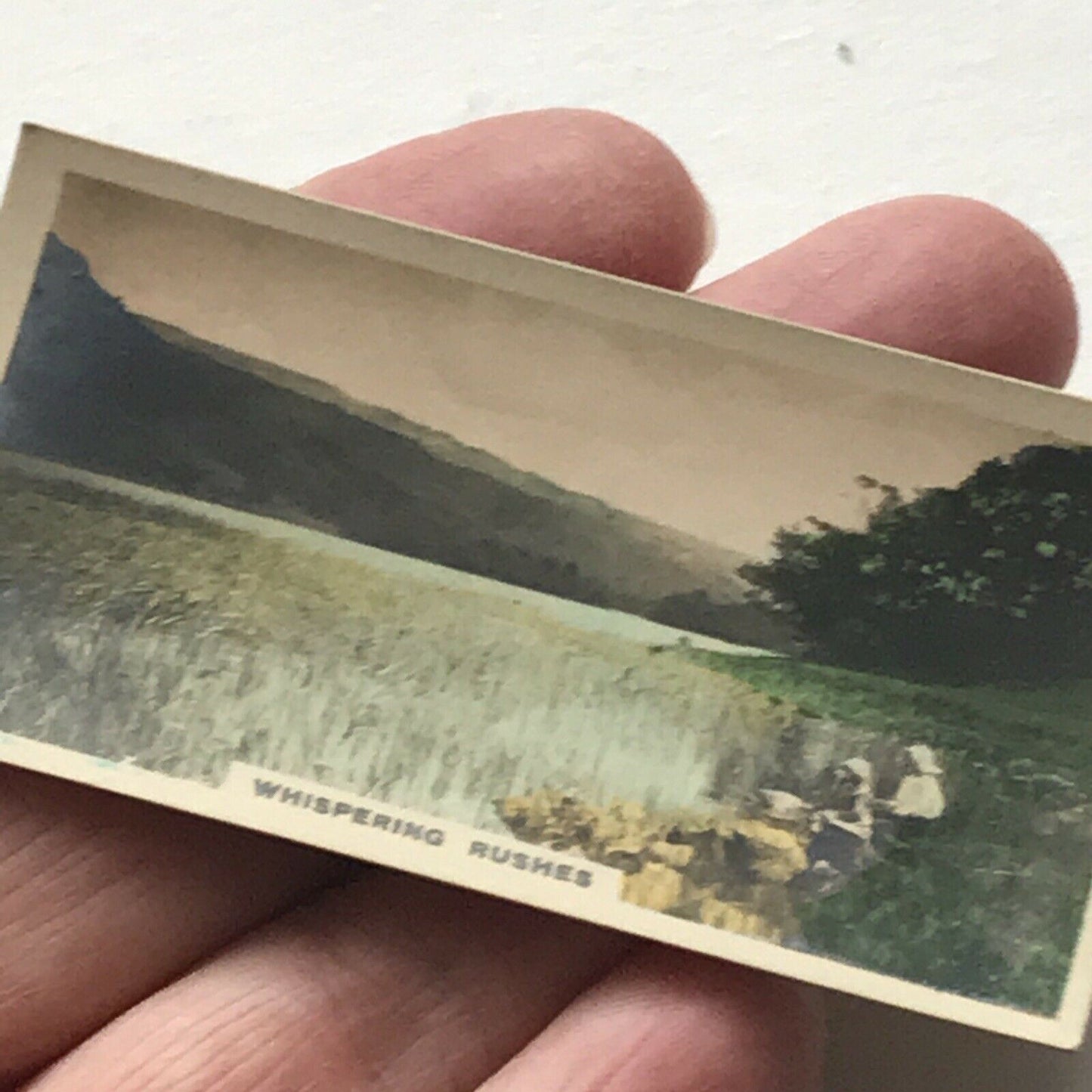 WHISPERING RUSHES Hand Coloured Photo Cavanders Cigarette Card. Camera Studies