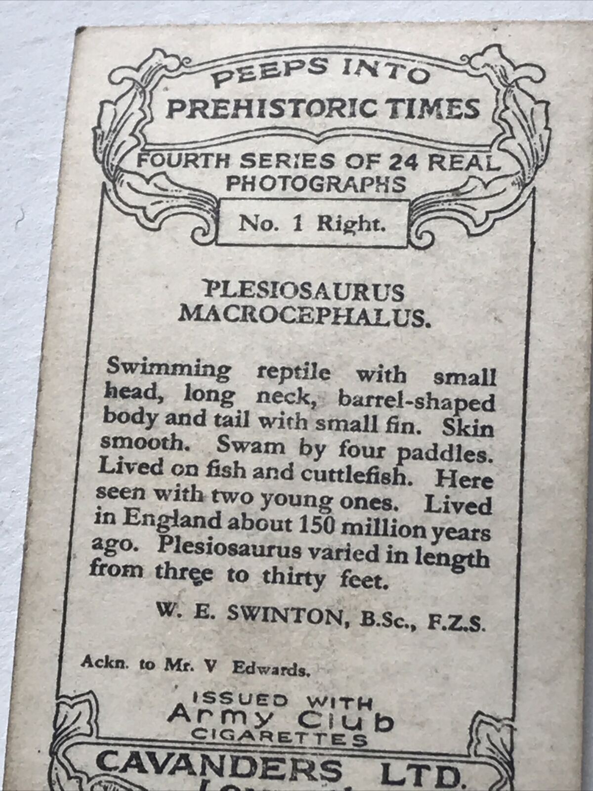 PLESIOSAURUS MACROCEPHALUS Photo Cigarette Card Cavanders Prehistoric Times Peep