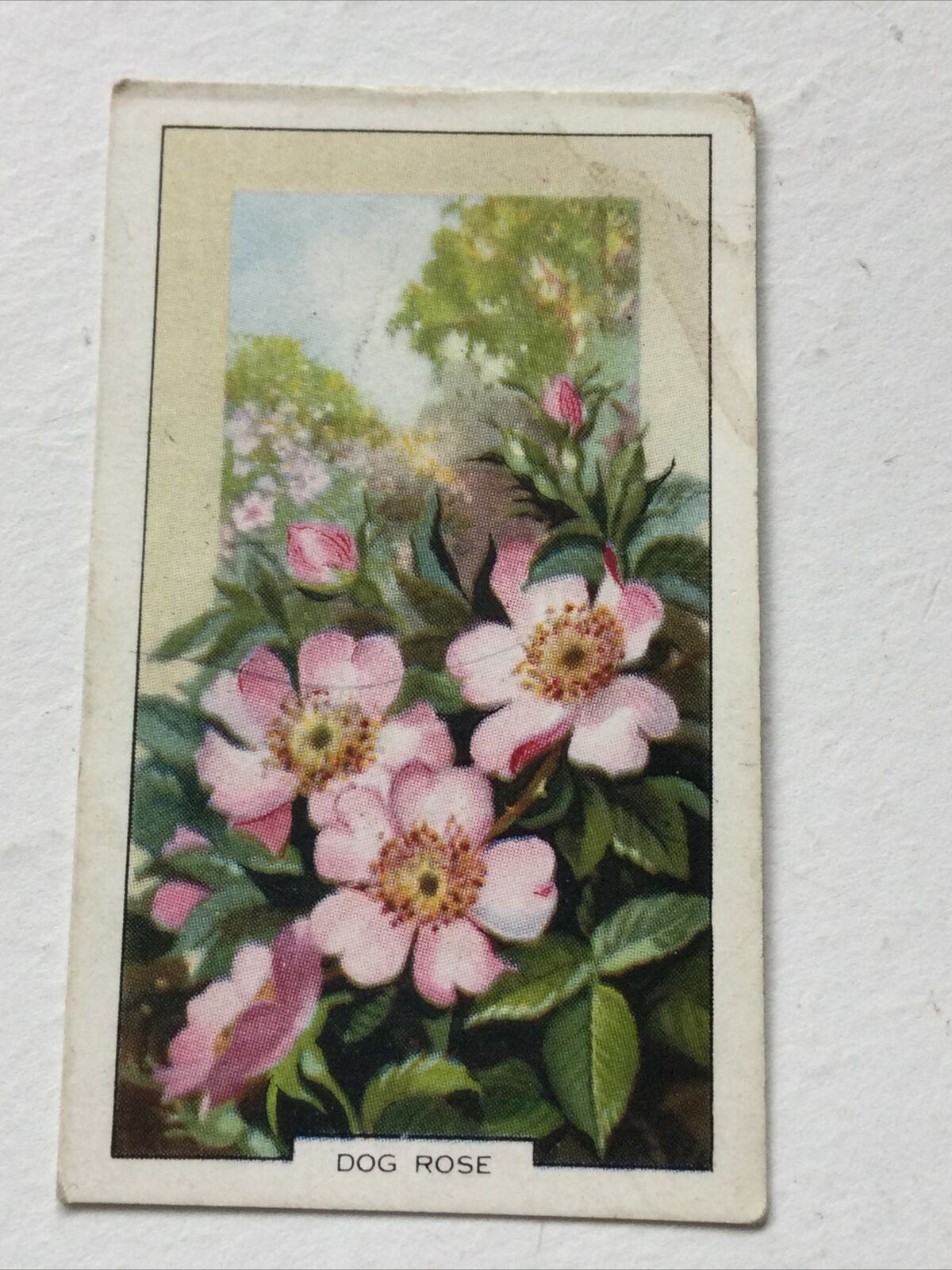 DOG ROSE Gallaher Cigarette Card Wild Flowers #1/48 Vintage Colourful Nostalgic