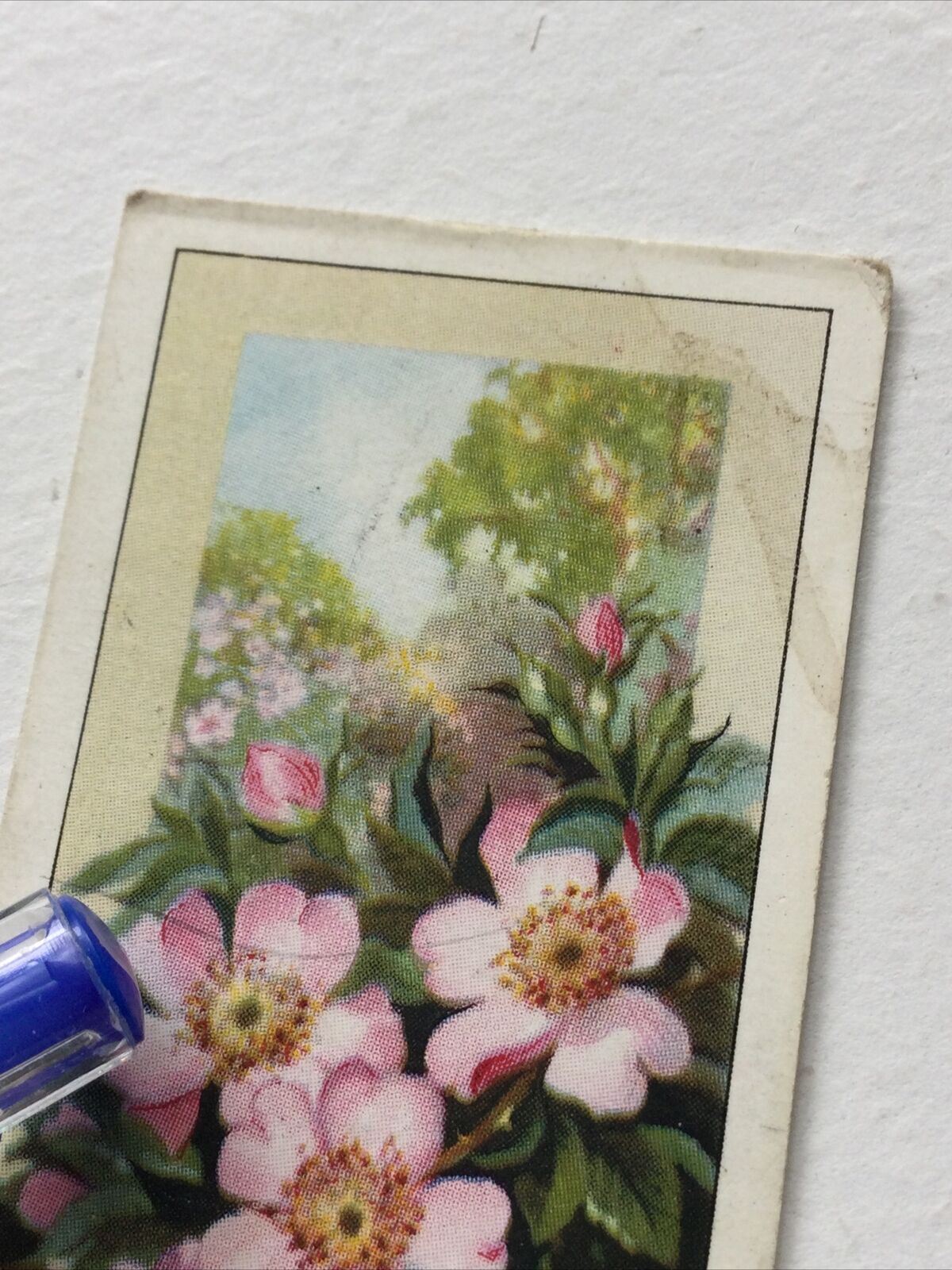 DOG ROSE Gallaher Cigarette Card Wild Flowers #1/48 Vintage Colourful Nostalgic